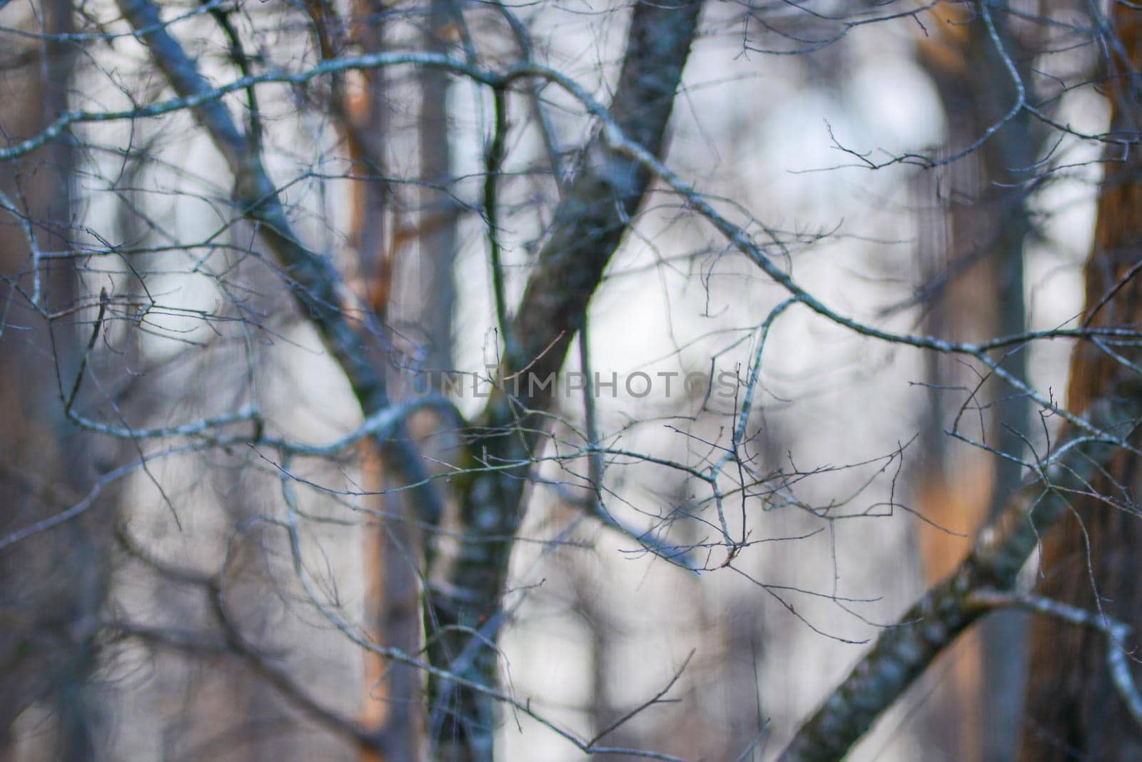 morning forest tree branches bokeh