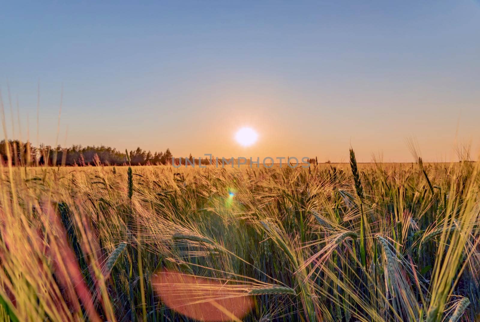 A walk through a field or meadow in the evening sun at sunset. Calmness, contemplation and peace when walking in the quiet early morning at dawn with the sun's rays.The ears of grain crops are waving by YevgeniySam