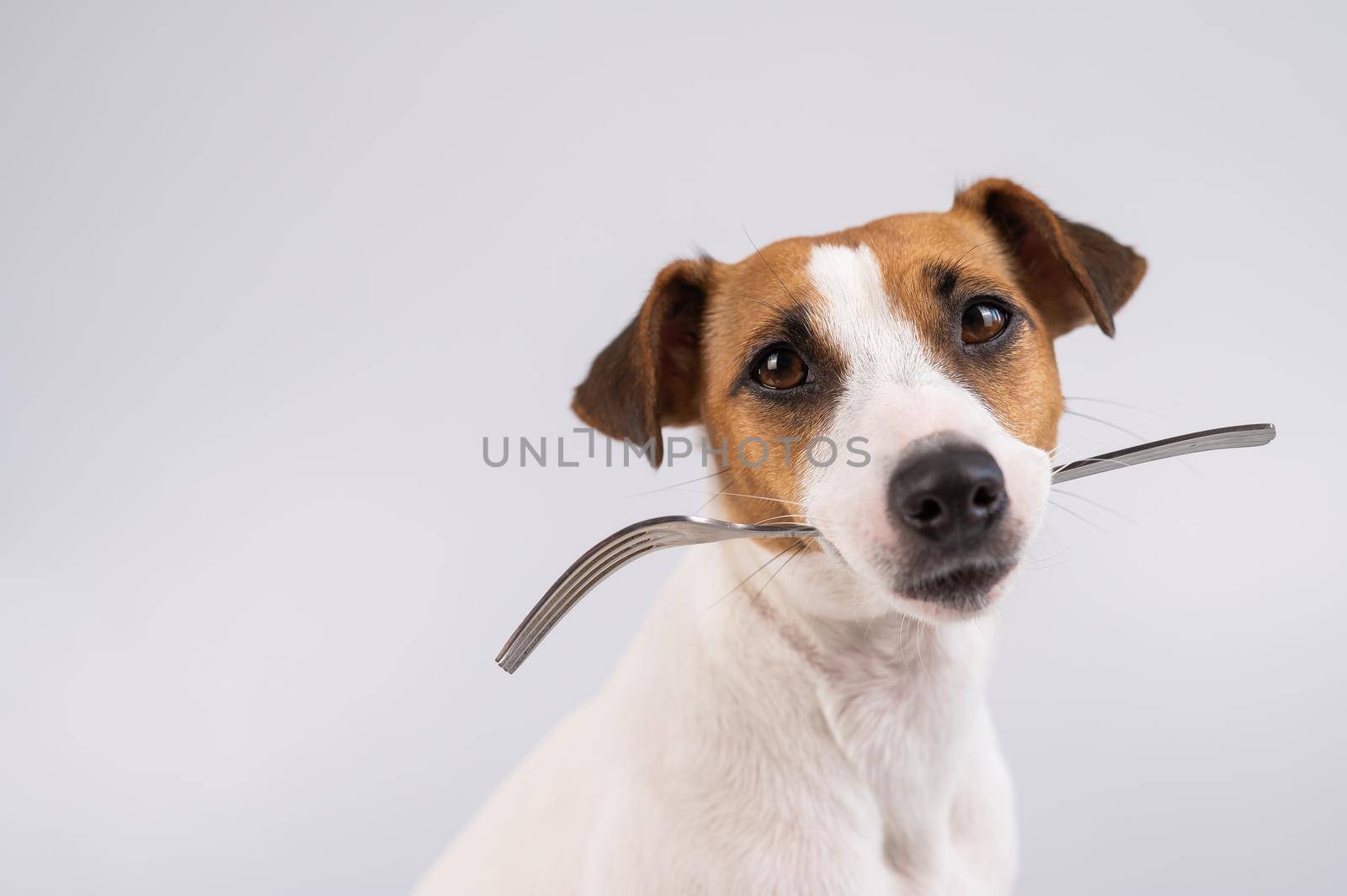 Close-up portrait of a dog Jack Russell Terrier holding a fork in his mouth on a white background. Copy space. by mrwed54