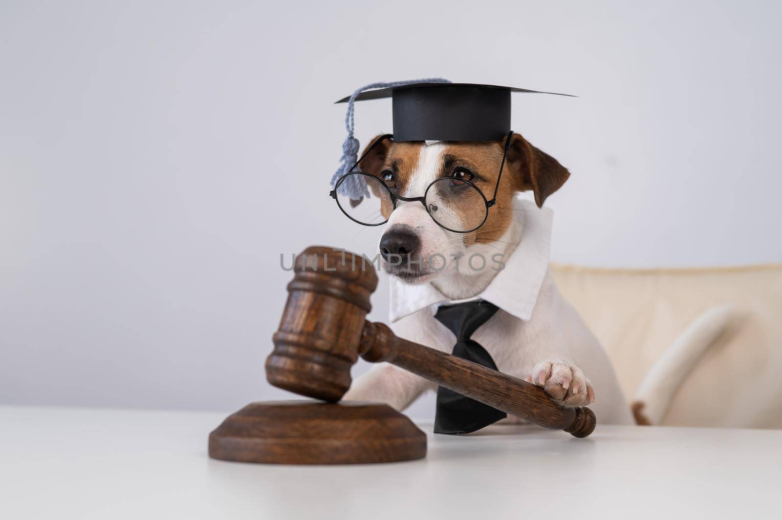 Dog jack russell terrier dressed as a judge and holding a gavel on a white background. by mrwed54