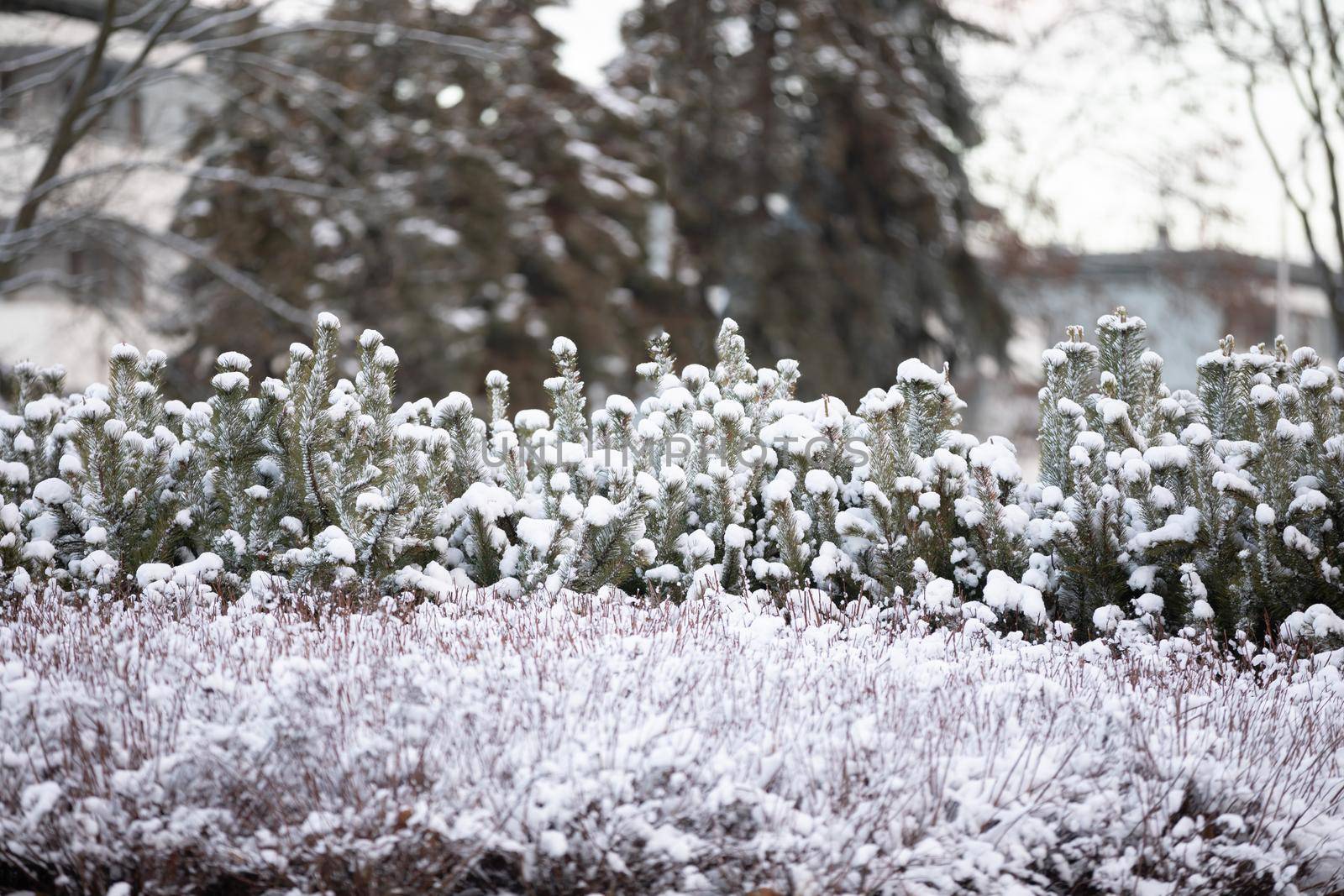 Low conifer trees covered in white cold powder. Frost and snow embedded on tree branches.