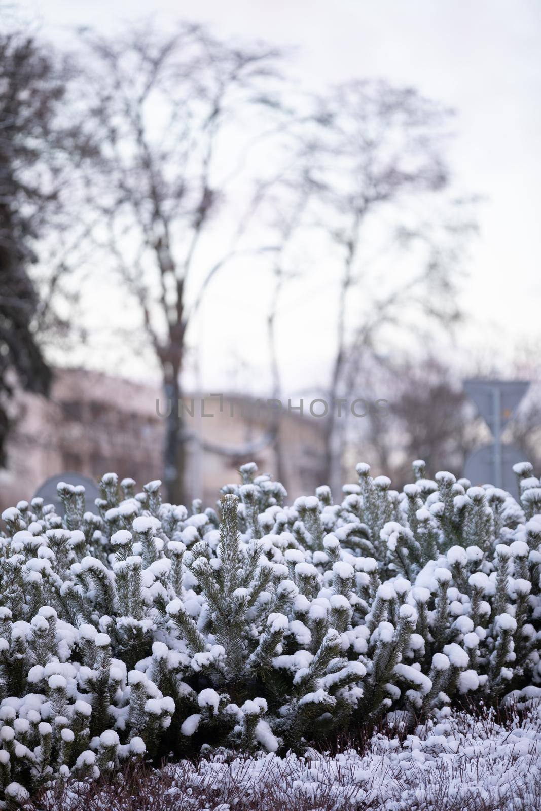 Low conifer trees covered in white cold powder. Frost and snow embedded on tree branches.