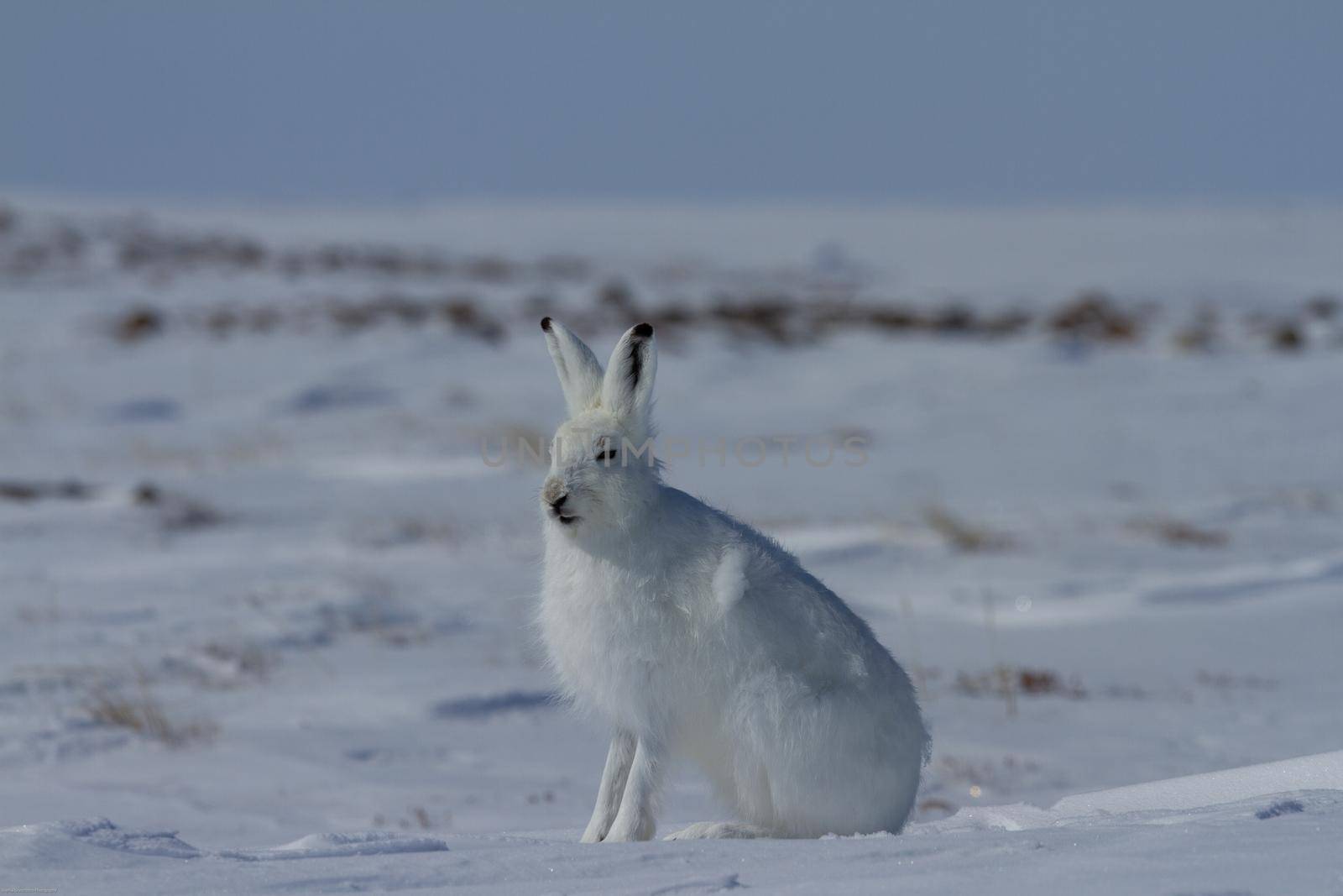 Arctic hare, Lepus arcticus, sitting on snow and shedding its winter coat, Nunavut Canada