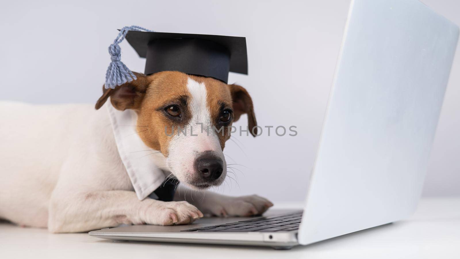 Jack Russell Terrier dog dressed in a tie and an academic cap works at a laptop on a white background