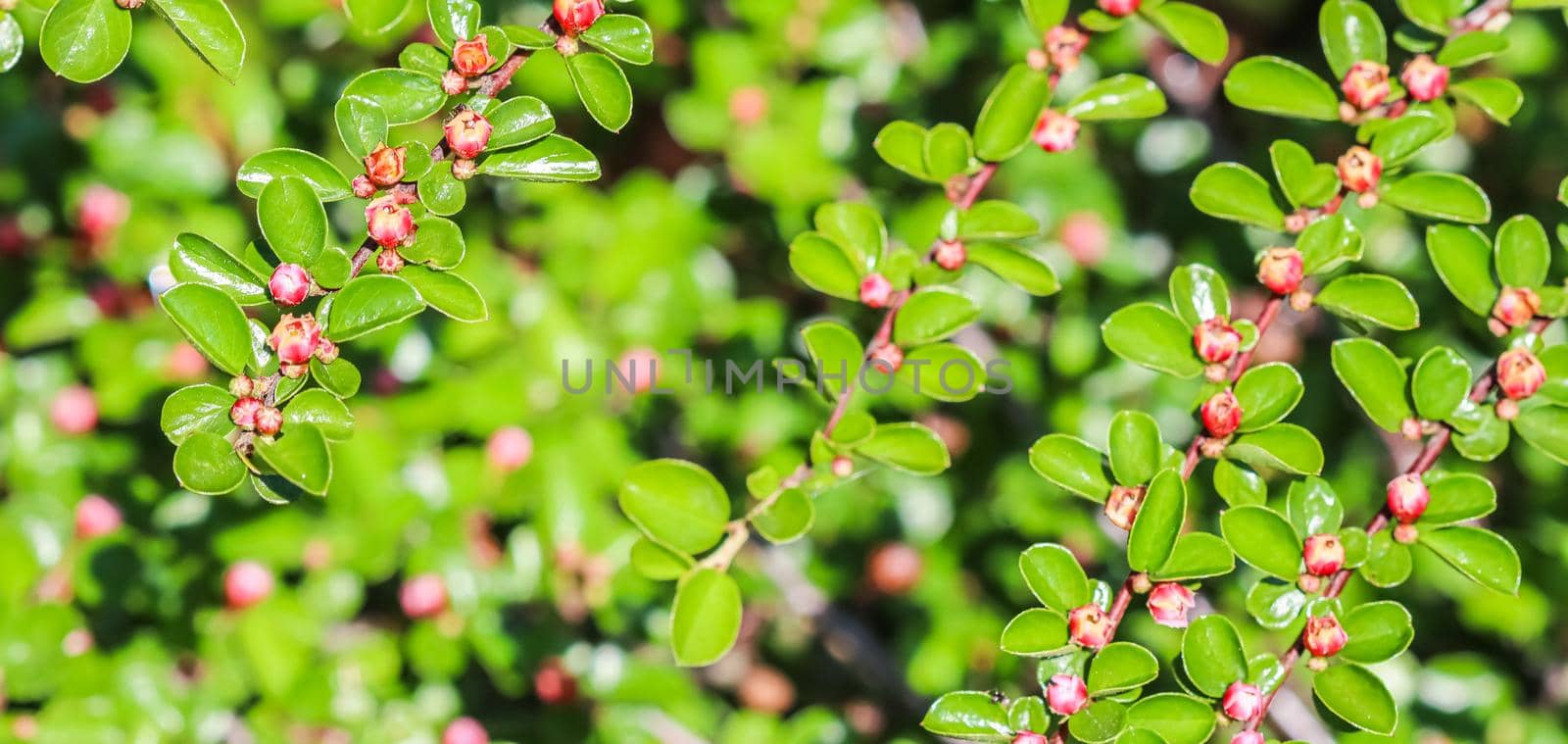 Small pink flower buds of a cotoneaster horizontalis bush in the garden in spring. Botanical concept
