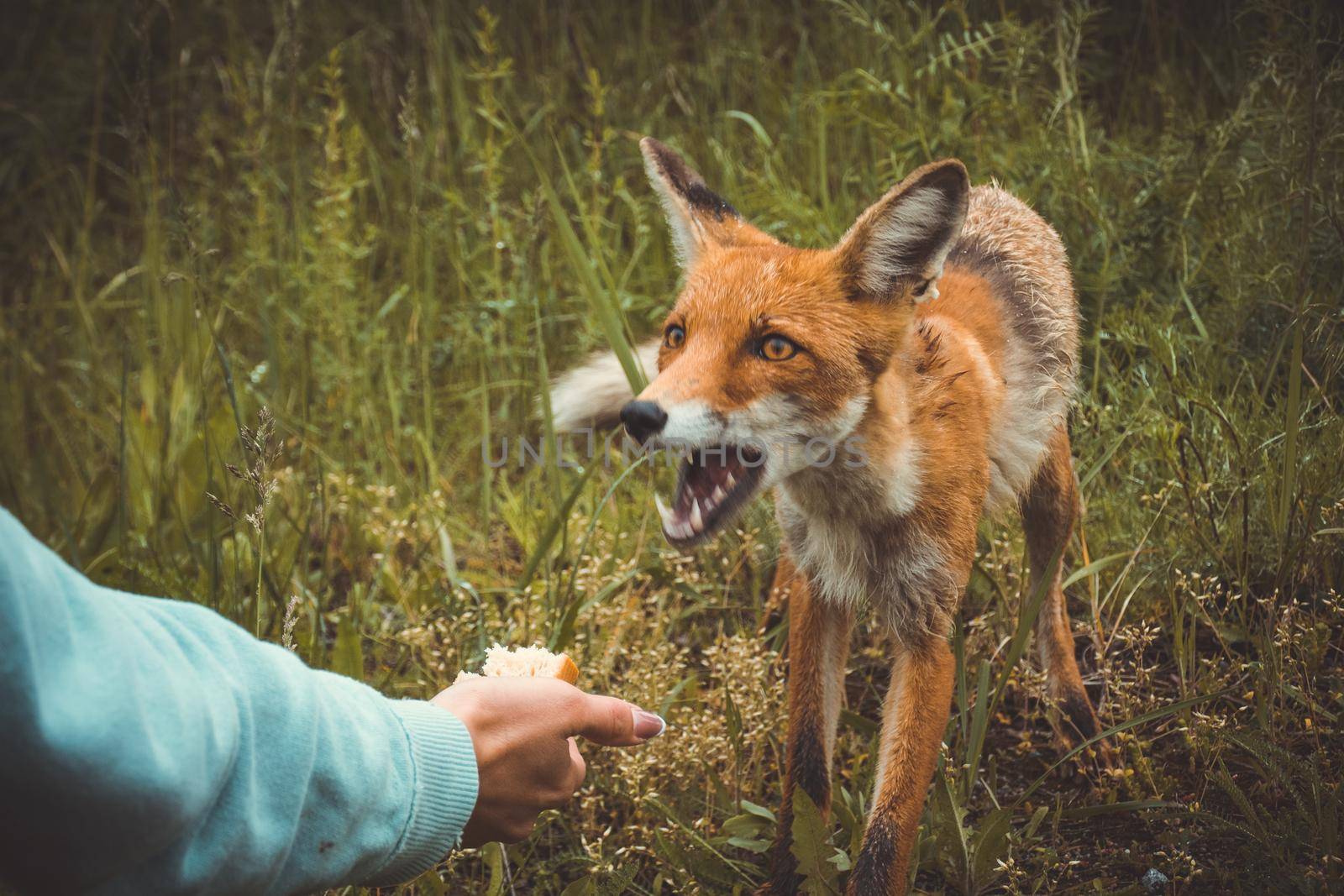 the girl in pripyat feeds the Chernobyl fox with a sandwich, the consequences of the disaster by mosfet_ua