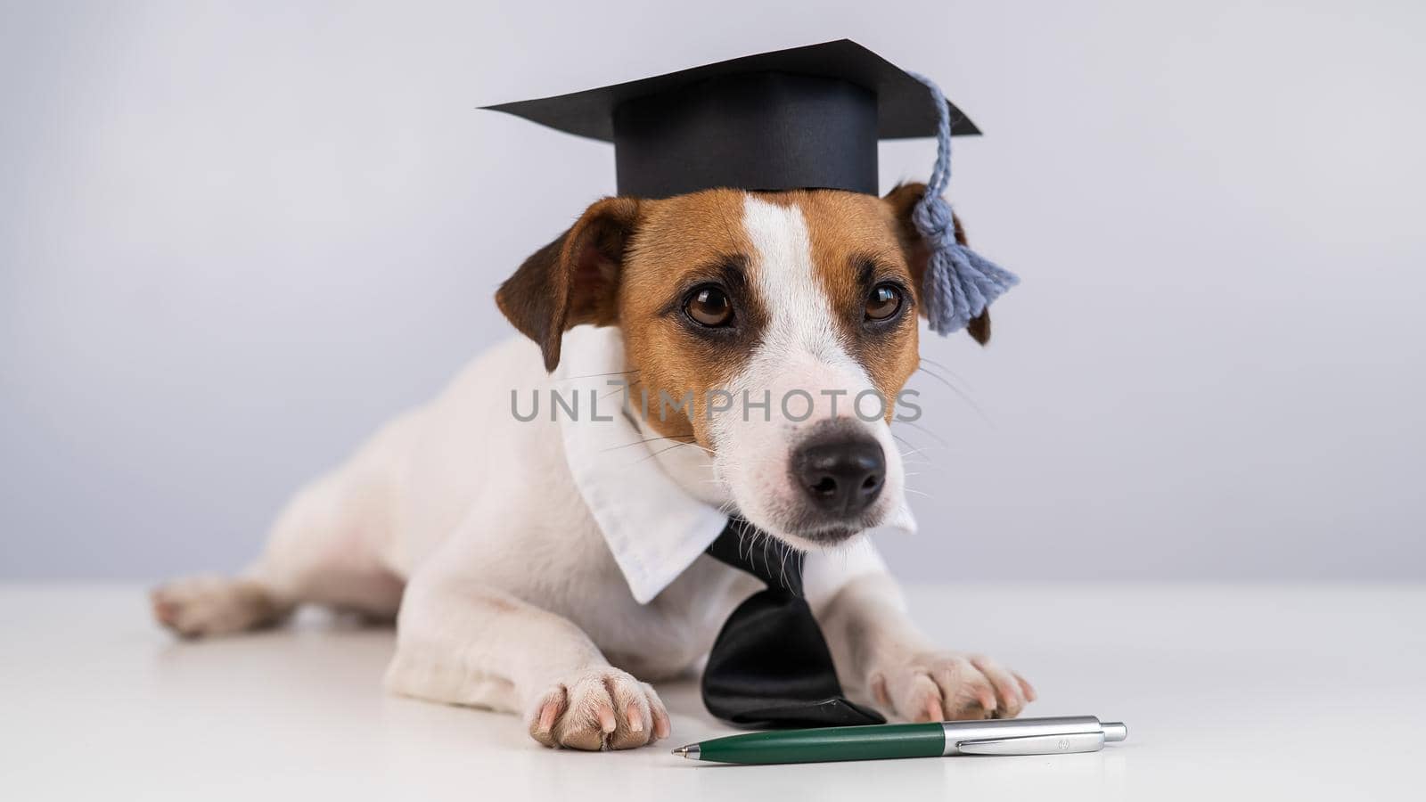 Jack Russell Terrier dog in a tie and academic cap sits on a white table