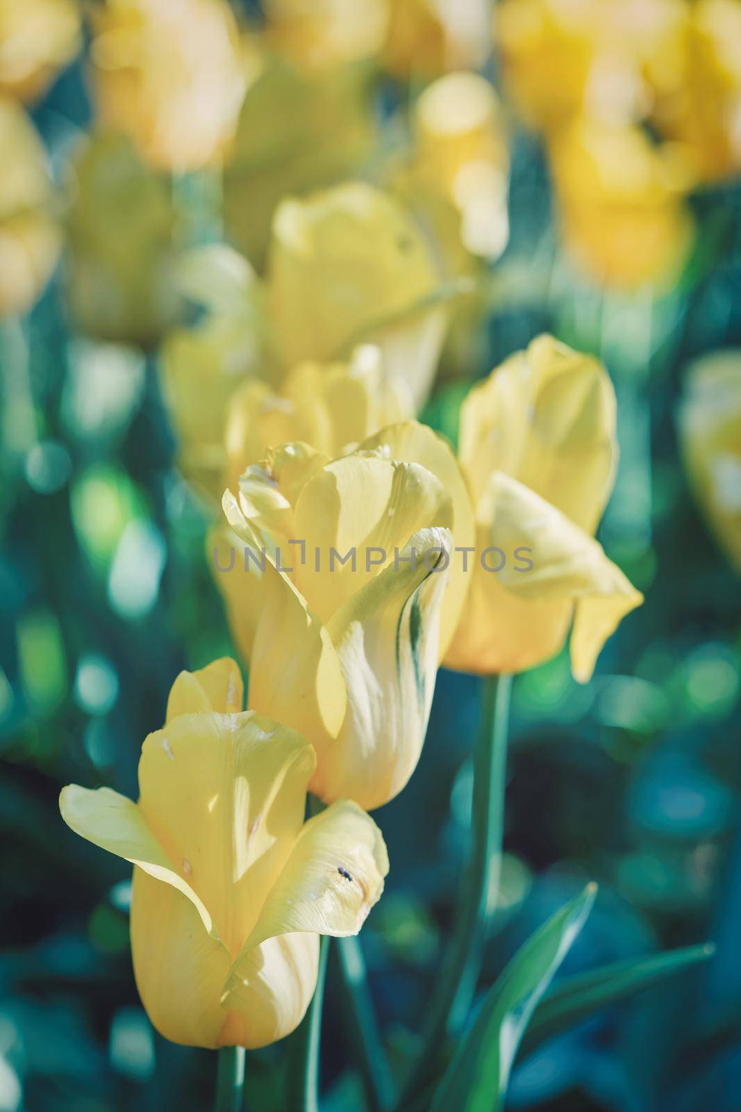 Bright flowers of yellow tulips on a spring meadow, close up outdoors