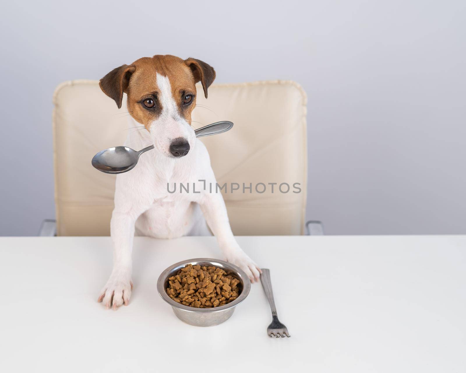 Jack Russell Terrier dog sits at a dinner table with a bowl of dry food and holds a spoon in his mouth. by mrwed54