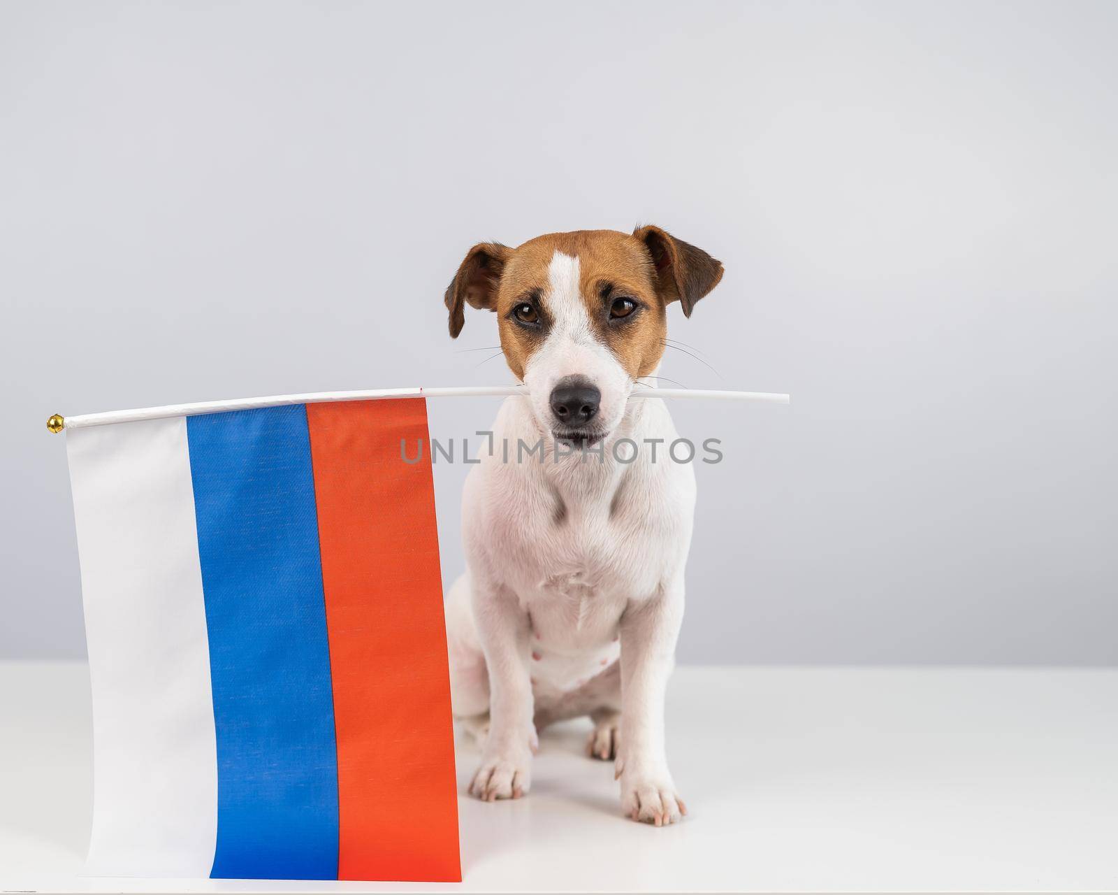 Jack Russell Terrier dog holding a small flag of the Russian Federation on a white background. by mrwed54