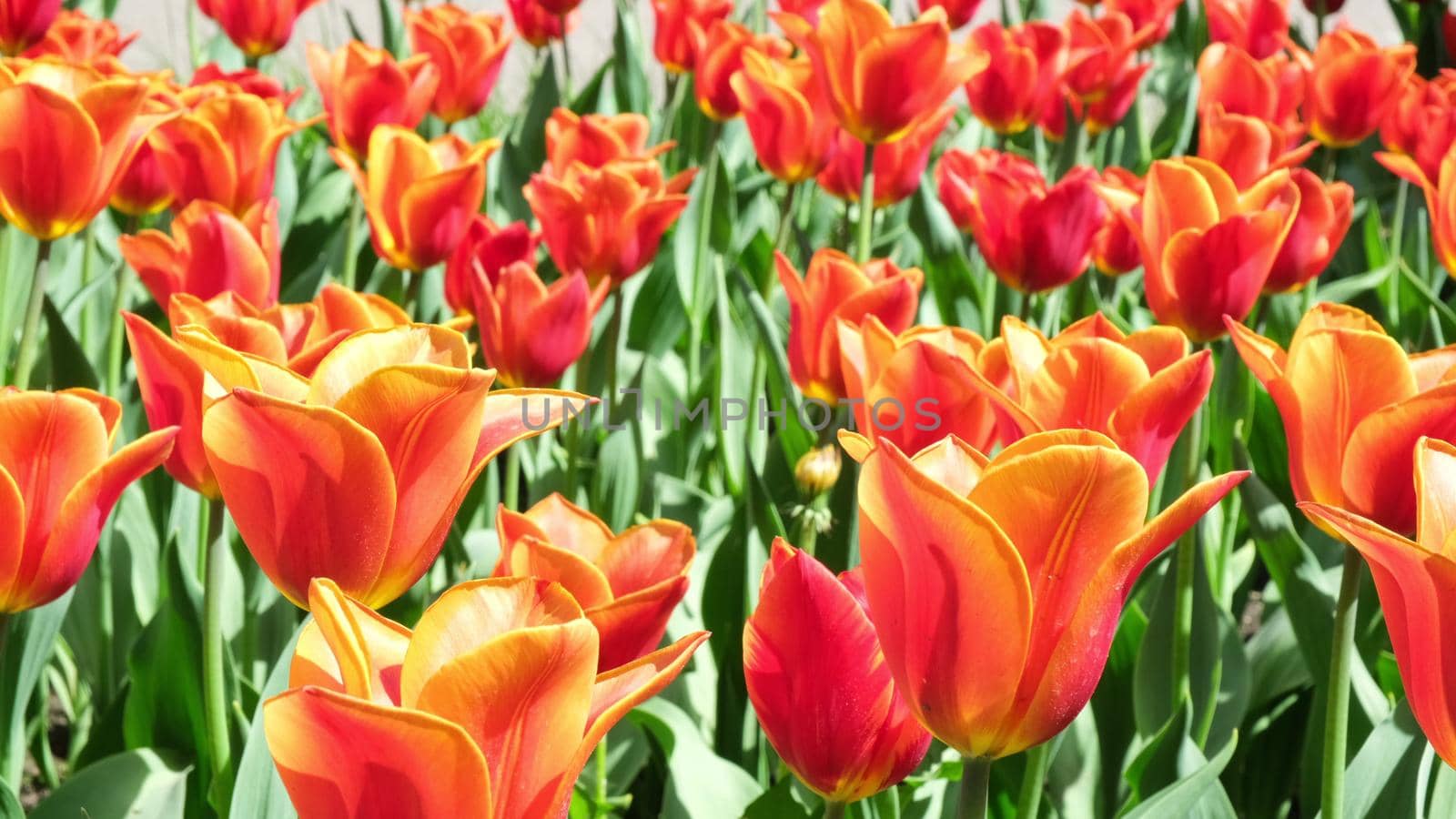 Many orange tulips sway in the wind in an open space in the park. Concept of a greeting card for valentines day, mothers day, international womens day, flower delivery. by chelmicky