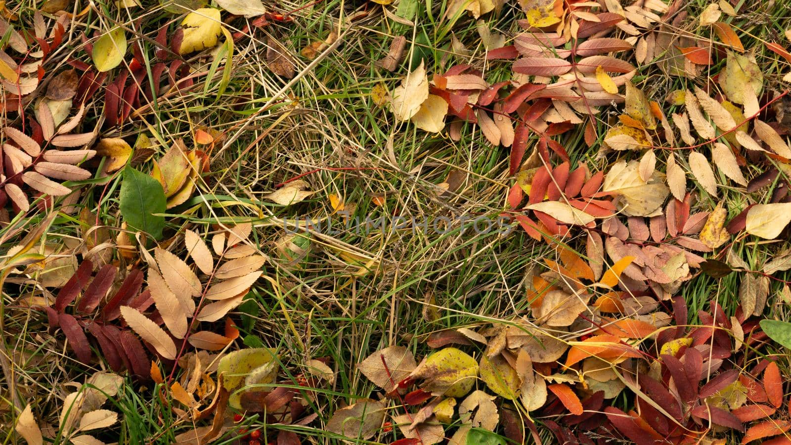 Bright autumn leaves of mountain ash, aspen, birch against the background of green grass