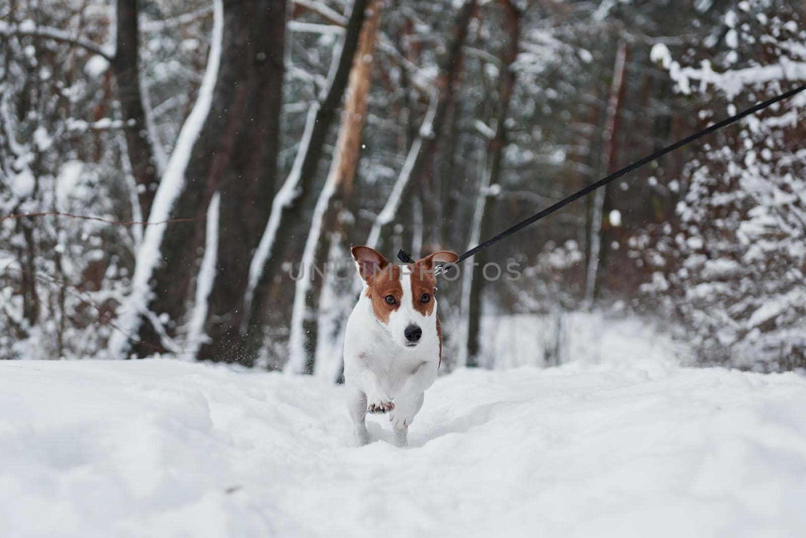 Active animal in the forest. Close up portrait of cute dog that have a walk ourdoors in the winter time.