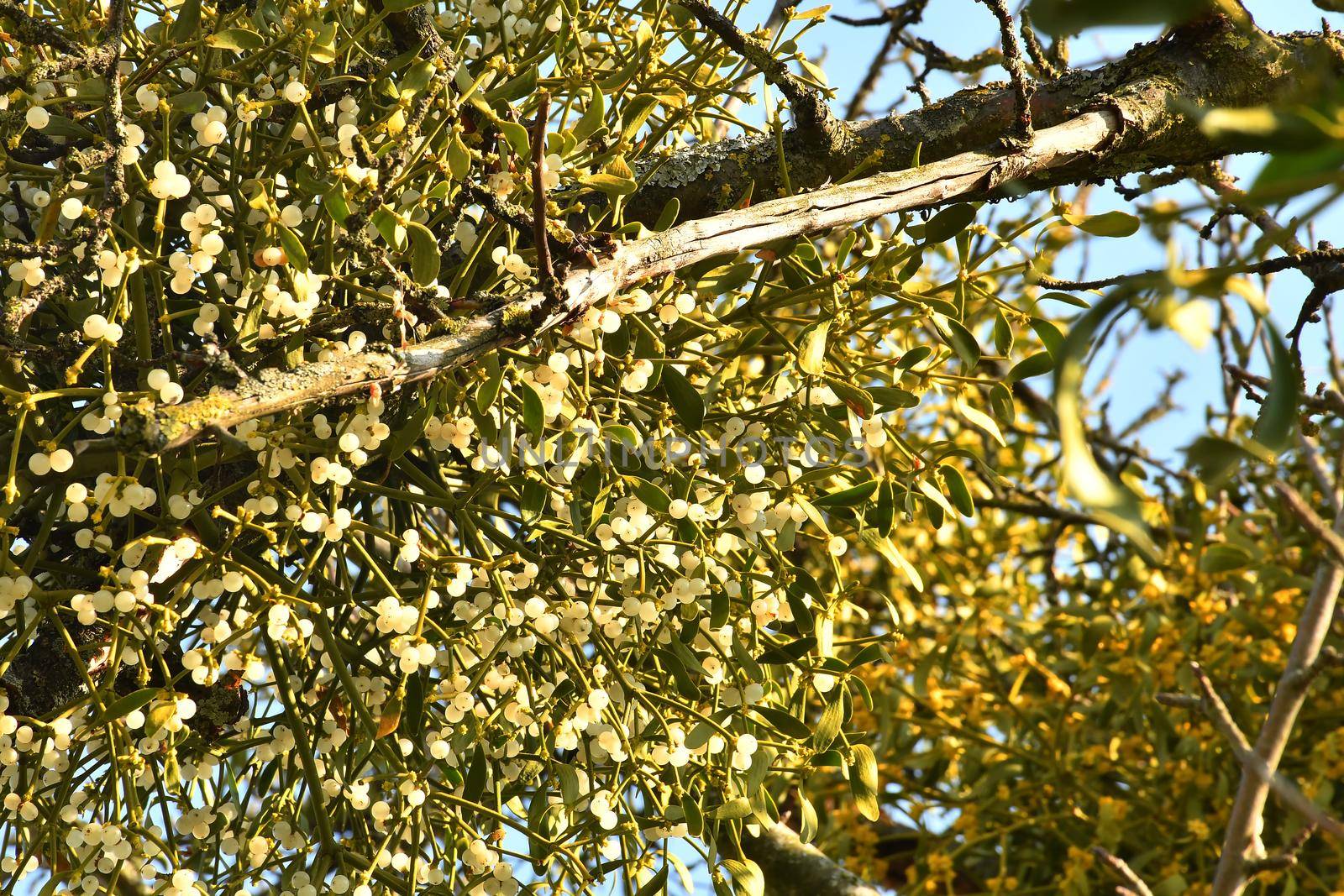 mistletoe in a fruit tree in wintertime with ripe berries