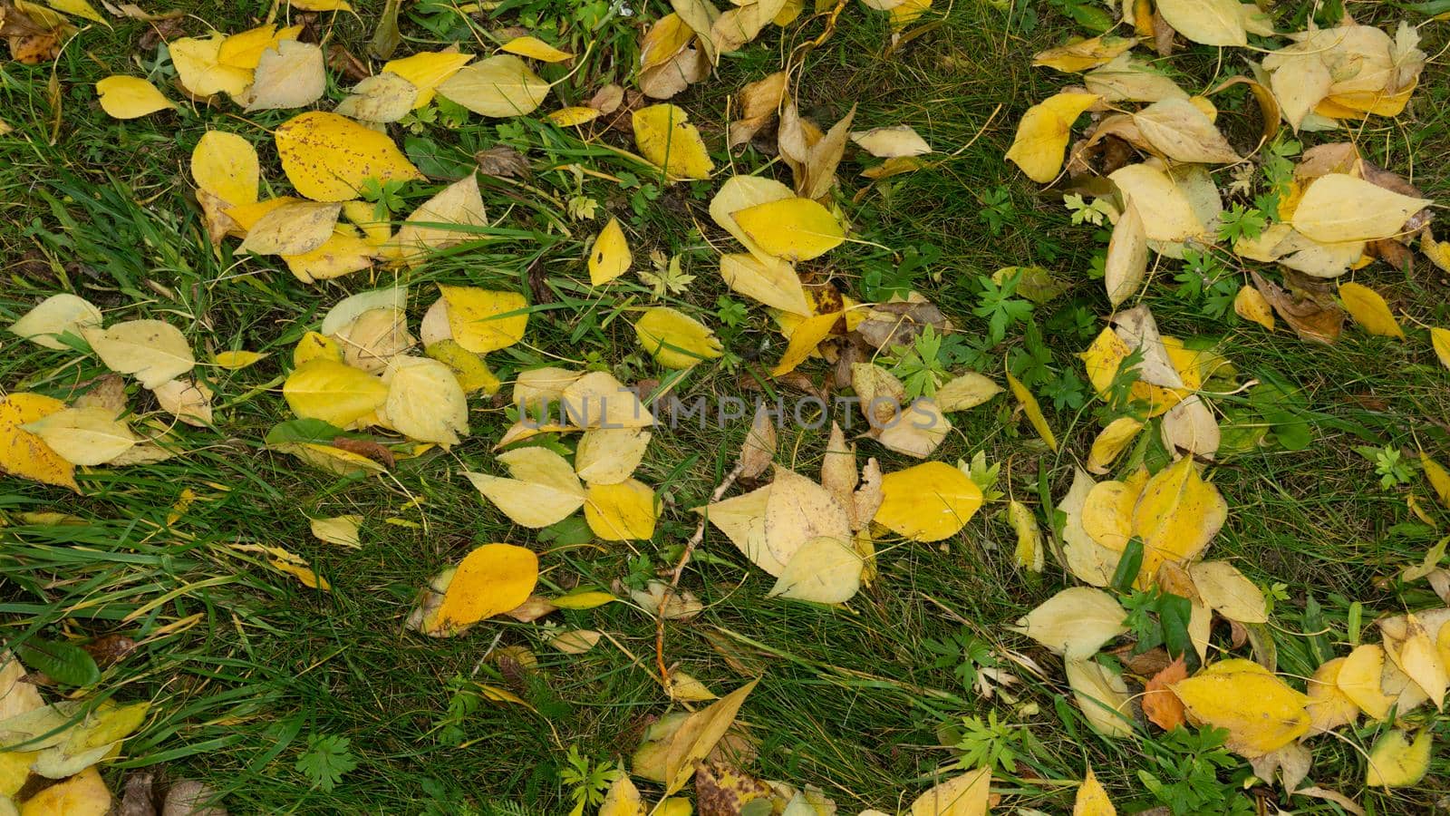 Bright yellow autumn leaves of aspen, birch against the background of green grass