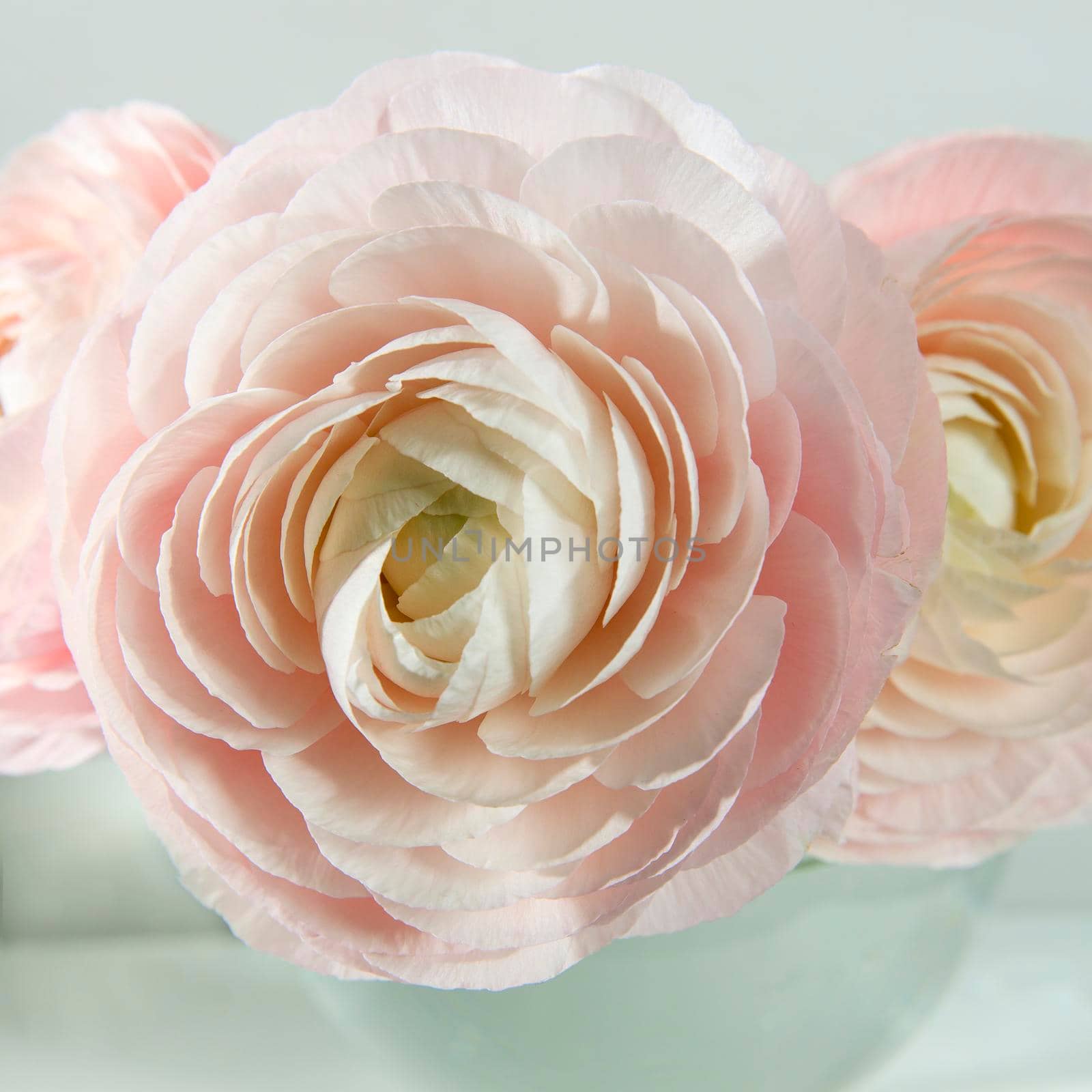 Three pale pink ranunculus in a transparent round vase on the white windowsill. Copy space. Place for text by elenarostunova