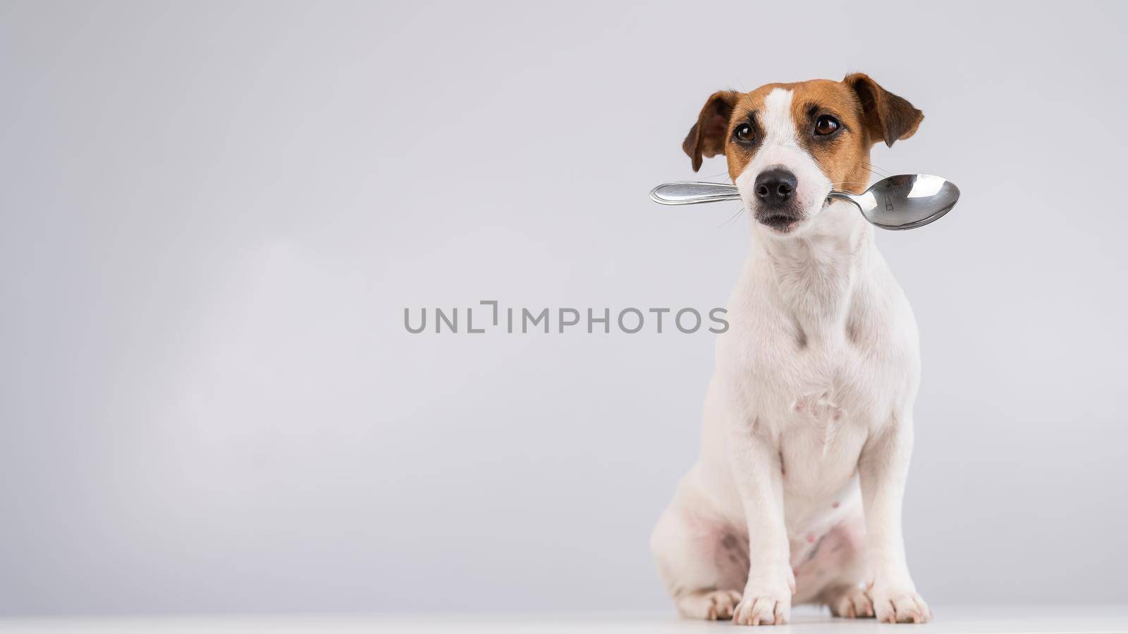 Portrait of a dog Jack Russell Terrier holding a spoon in his mouth on a white background. Copy space. by mrwed54