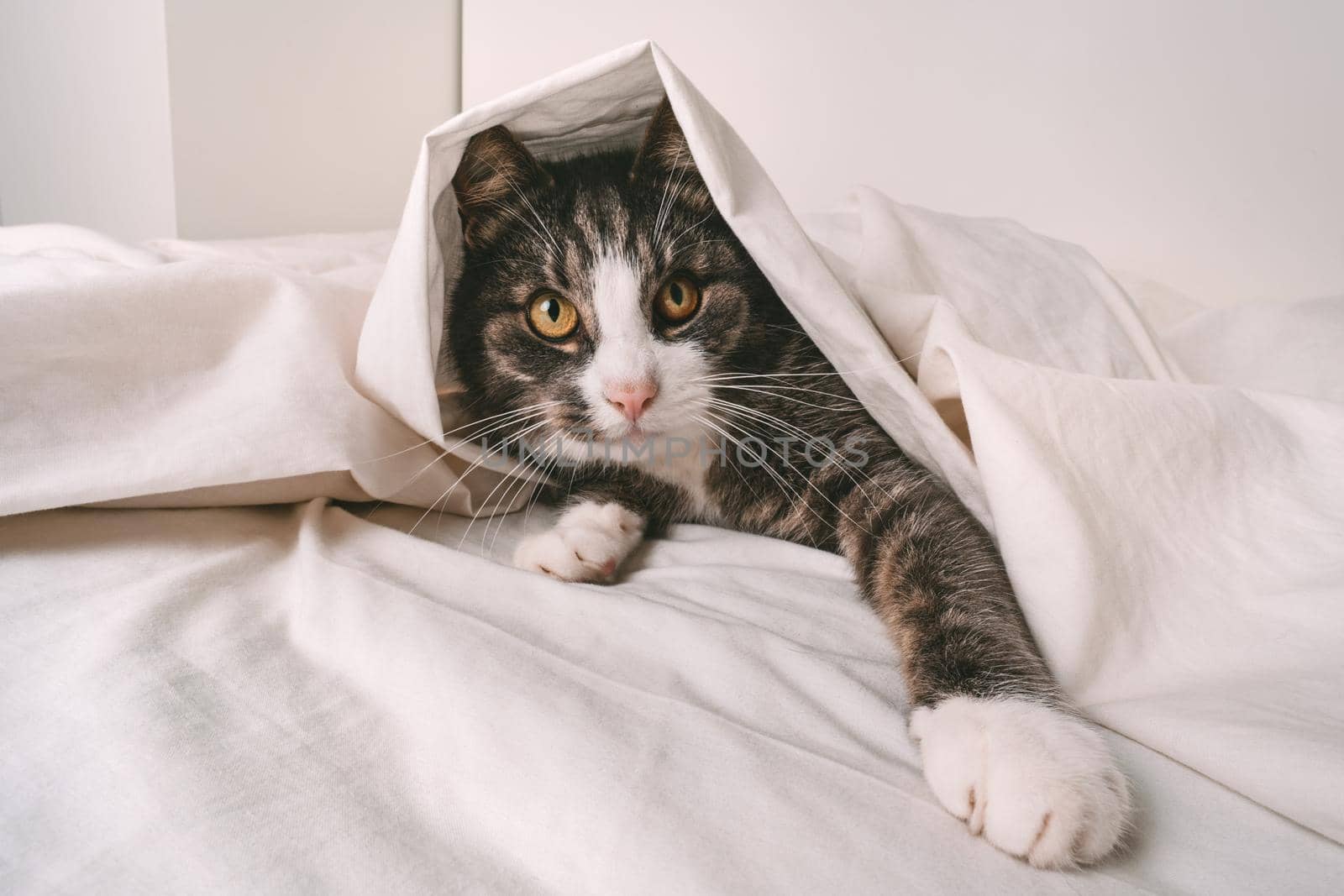 Funny playful tabby cat under white sheet in bed by DariaKulkova