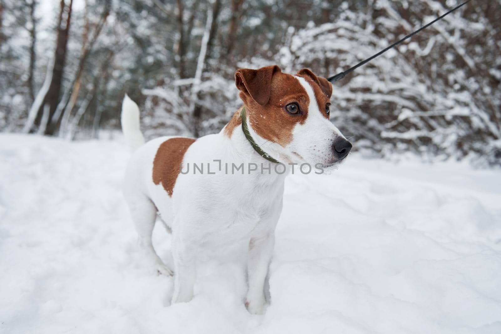 Standing and looking where to go. Close up portrait of cute dog that have a walk ourdoors in the winter time by Standret
