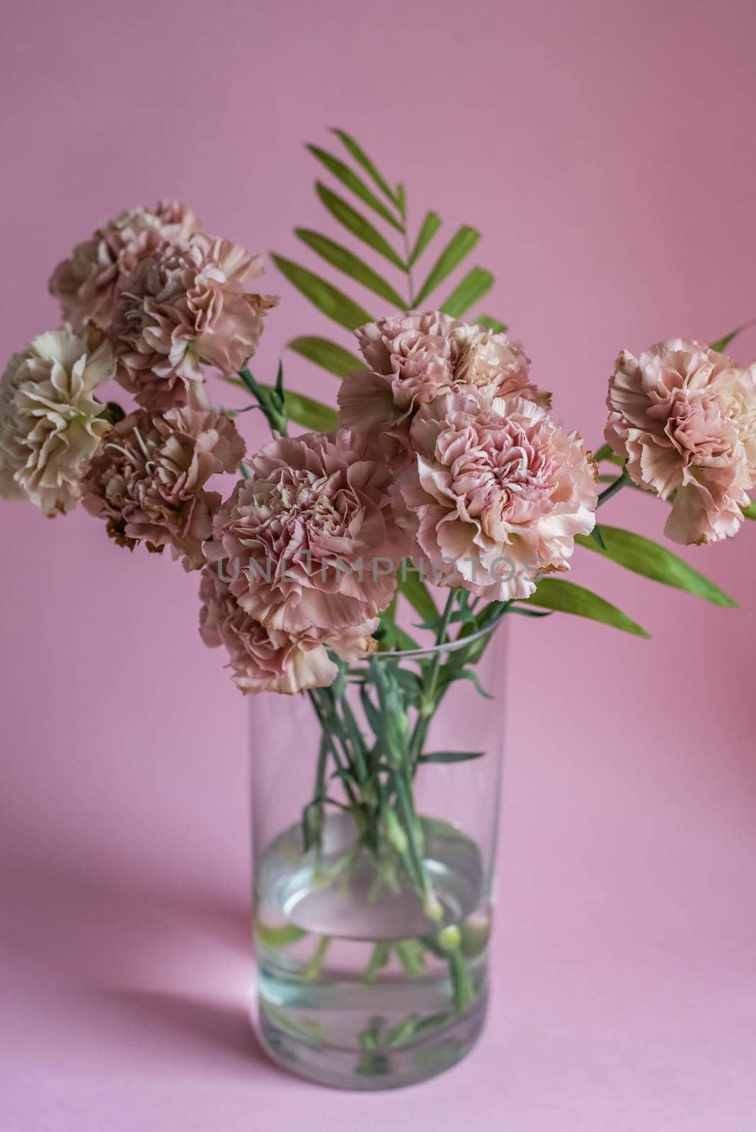 pink carnation flowers on pink background by on_the_rhythm