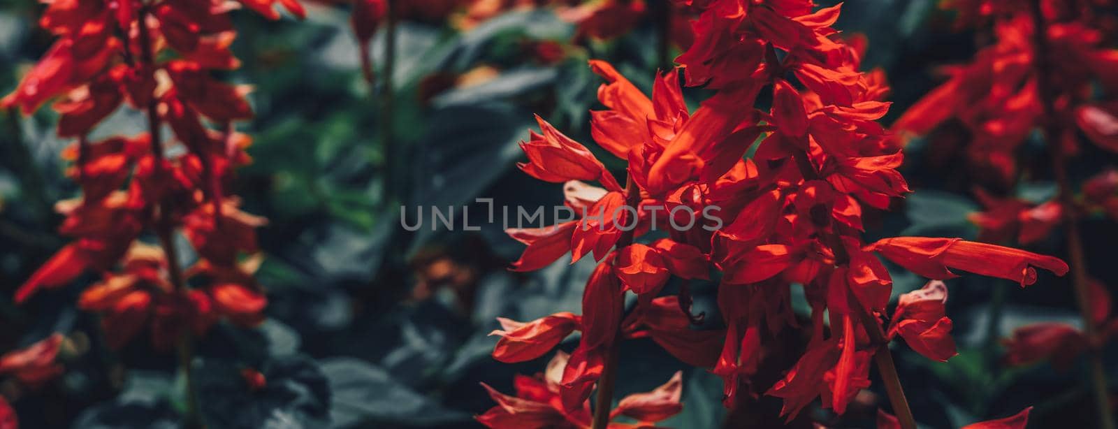 BANNER Real Abstract nature photo background. RED Salvia splendens Herbaceous perennial. Macro close Bedding Edging flower plant. Inflorescence petal bloom. Botanic study, garden care, summer evening by nandrey85