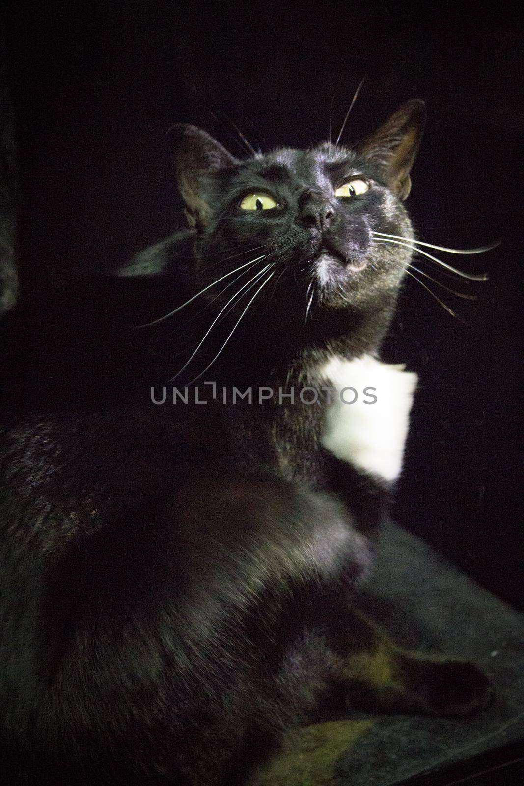 Portrait of black cat with greenish eyes. No people