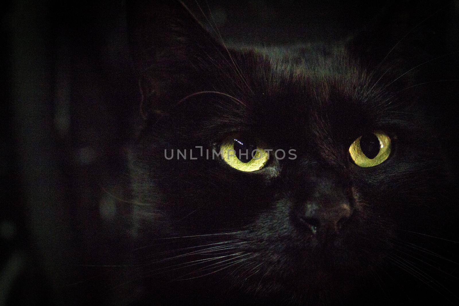 Portrait of black cat with greenish eyes by GemaIbarra