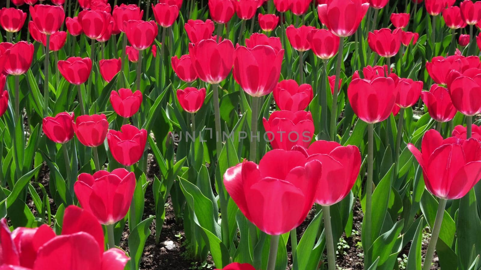 Many red and burgundy tulips sway in the wind in an open space in the park. Concept of a greeting card for valentines day, mothers day, international womens day, flower delivery. by chelmicky