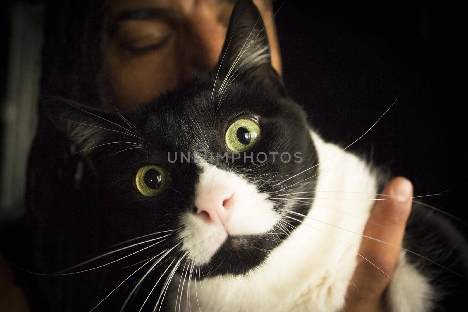 Portrait of black and white cat with pink nose. Very calm situation