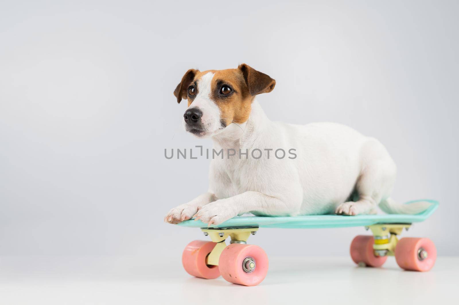 Dog on a penny board on a white background. Jack Russell Terrier rides a skateboard in the studio