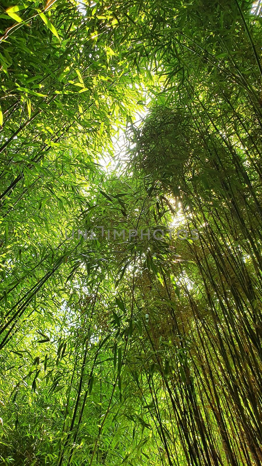 Bamboo forest by hamik