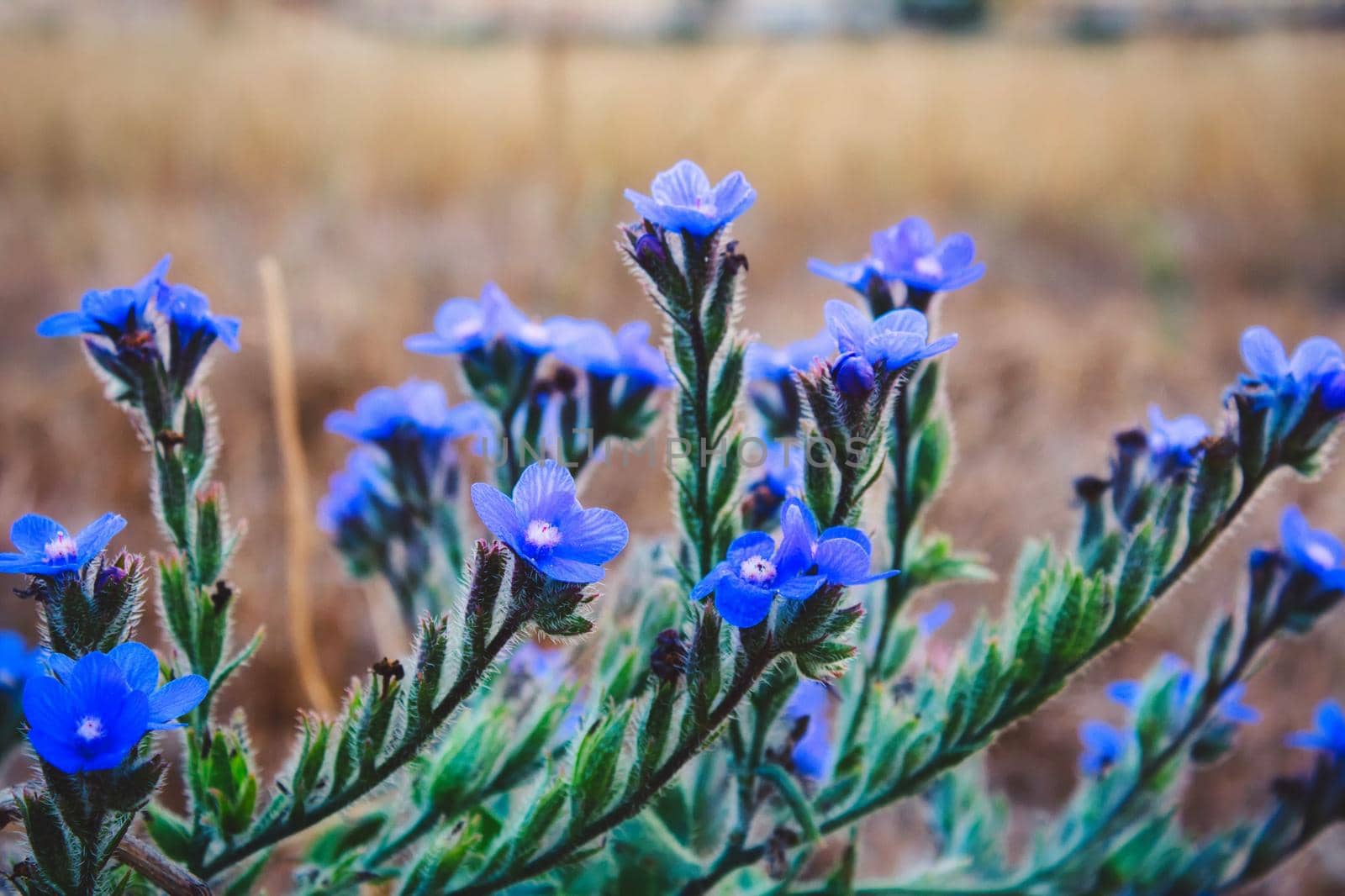 Delicate blue flowers, large blue alkanet (Anchusa arvensis) in the wild