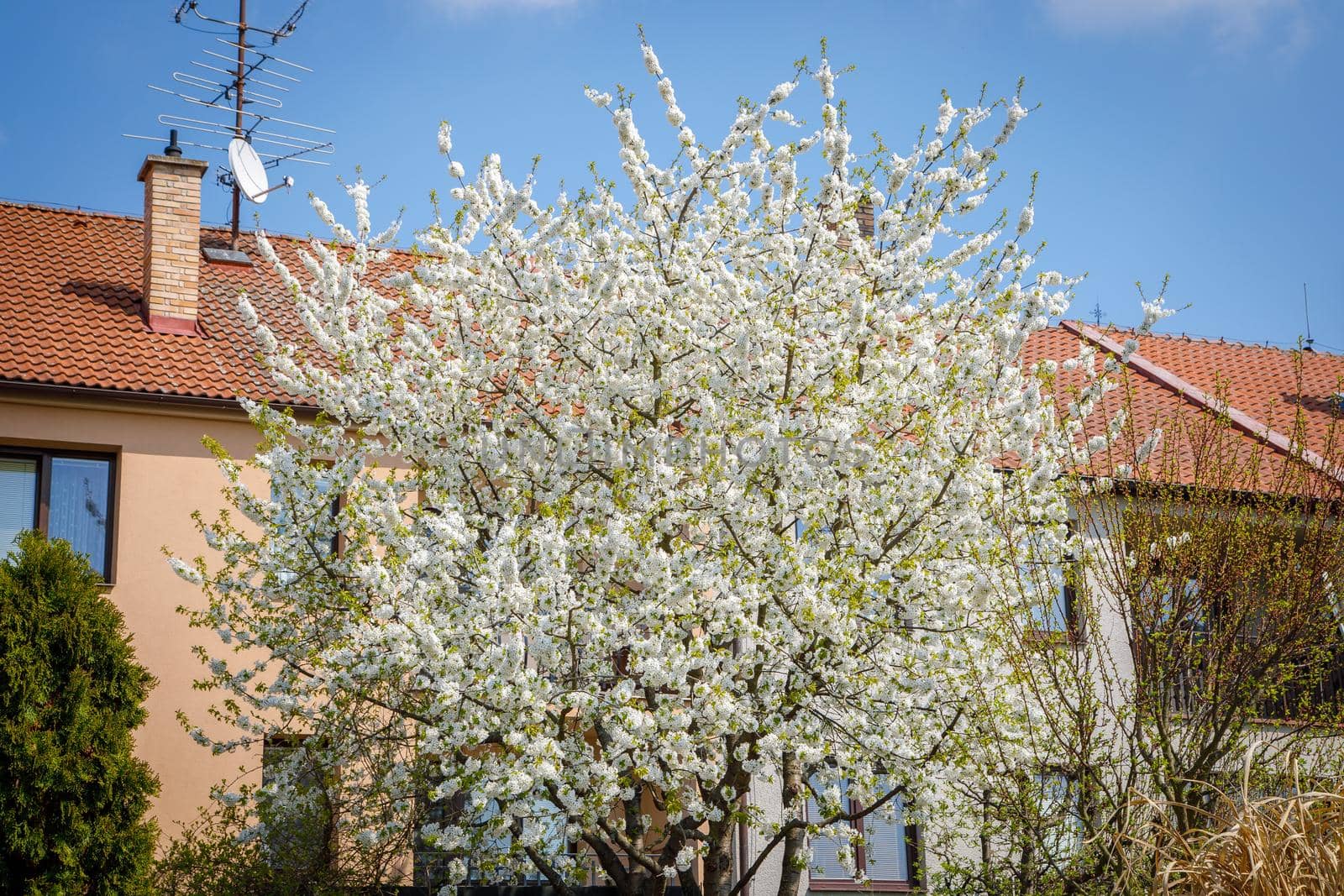 Large blooming bird cherry in the spring against the backdrop of a building in the garden.