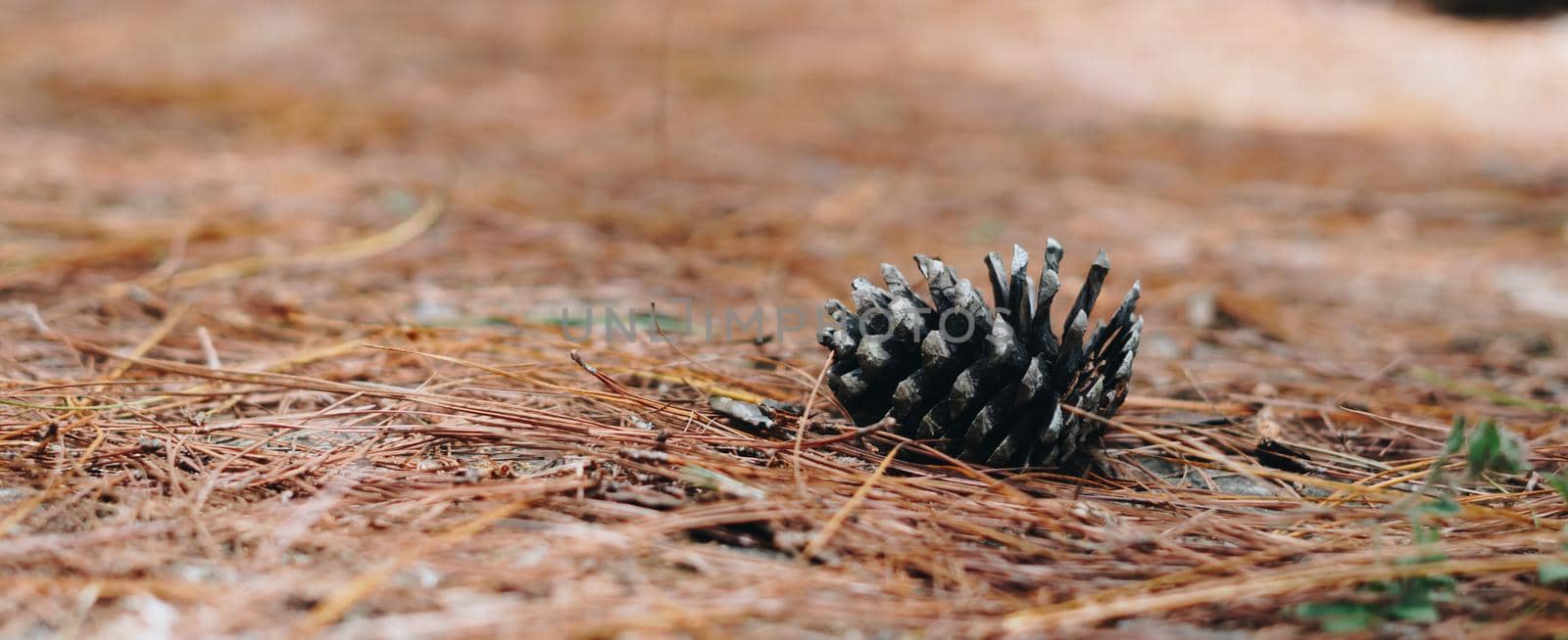 BANNER Abstract background. Real nature photo. Close up one alone coniferous pine cone, forest day, dry needles lie on ground. Pale beige blue brown color sunlit haze. Symbol of life, beginning by nandrey85