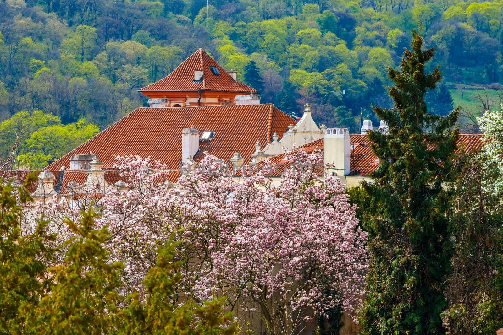 Blooming magnolia trees in the background of the building.