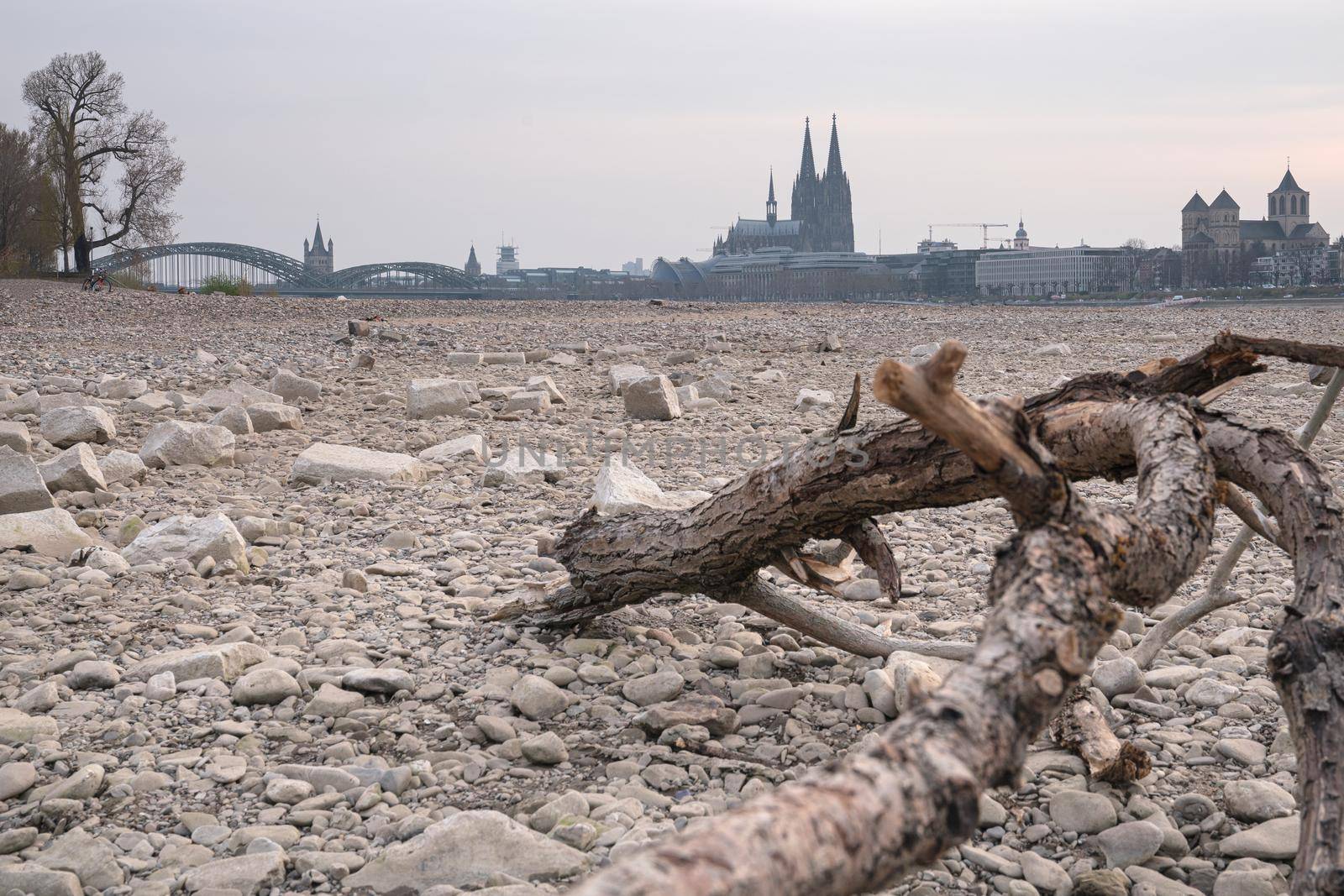 Low water of the Rhine river in Cologne, drought in Germany