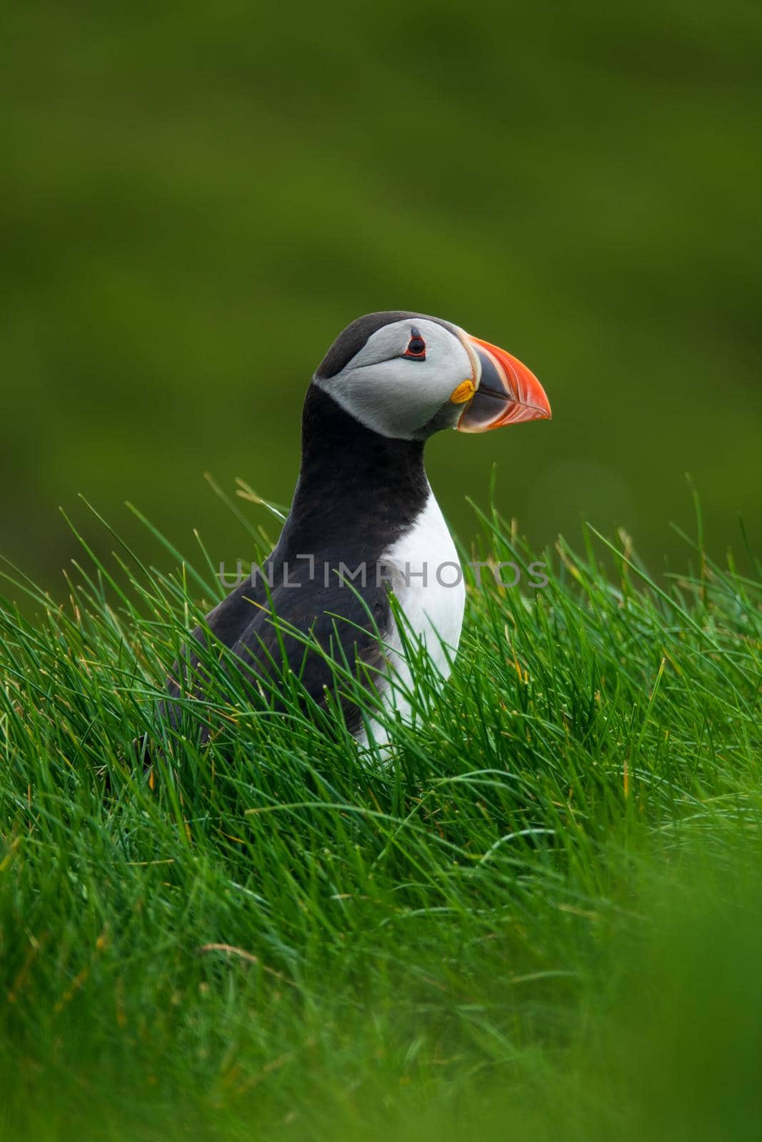 Portrait of puffin looking to the right over bright green grass hillside