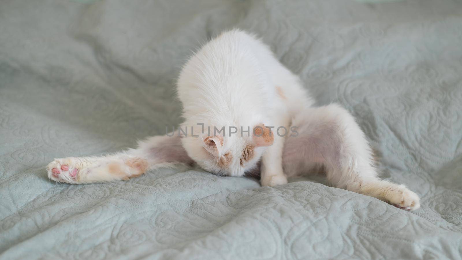 White fluffy cat licks lying on the bed