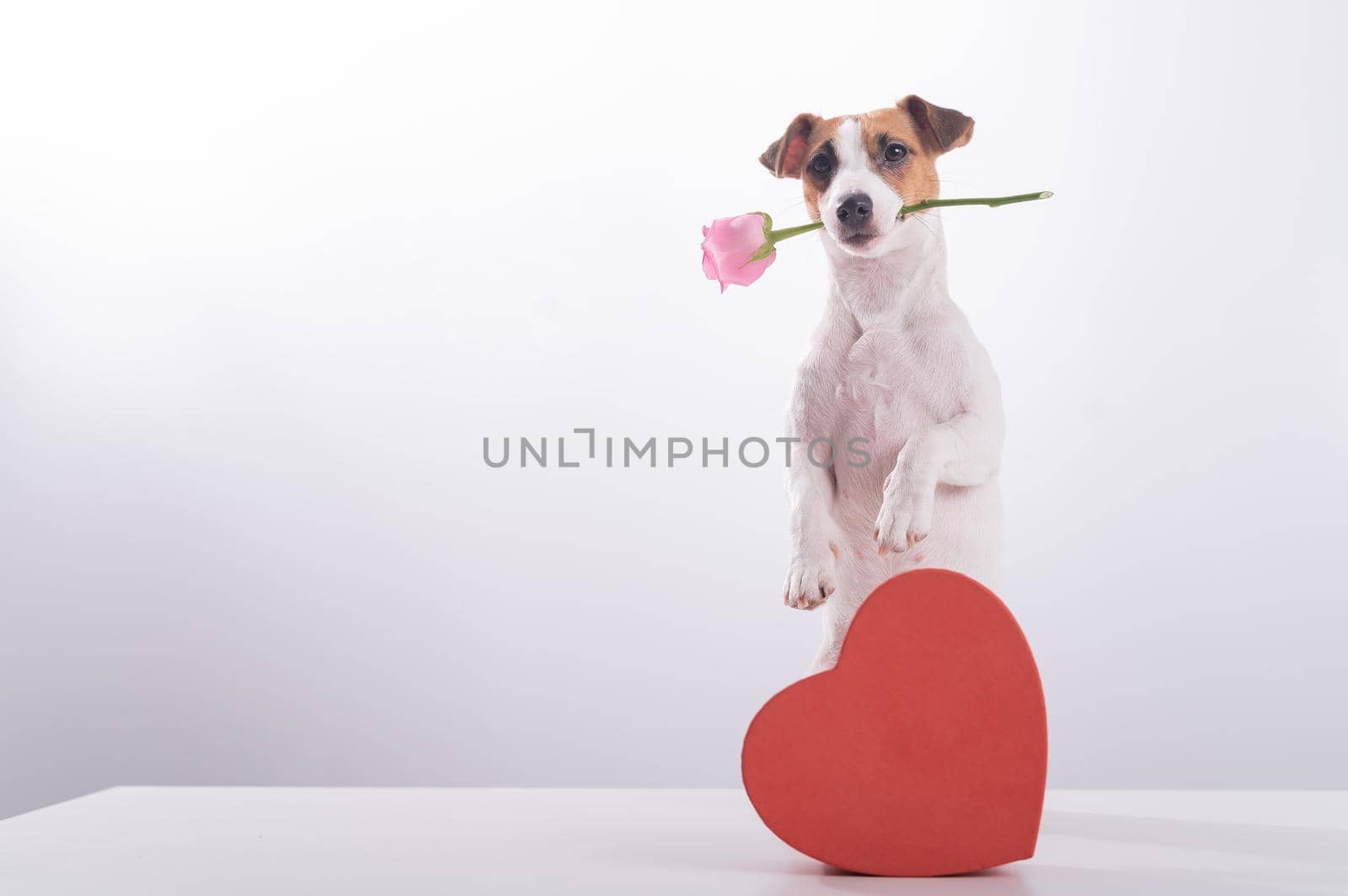 Jack Russell Terrier holds flowers in his mouth and sits next to a heart-shaped box. A dog gives a romantic gift on a date by mrwed54