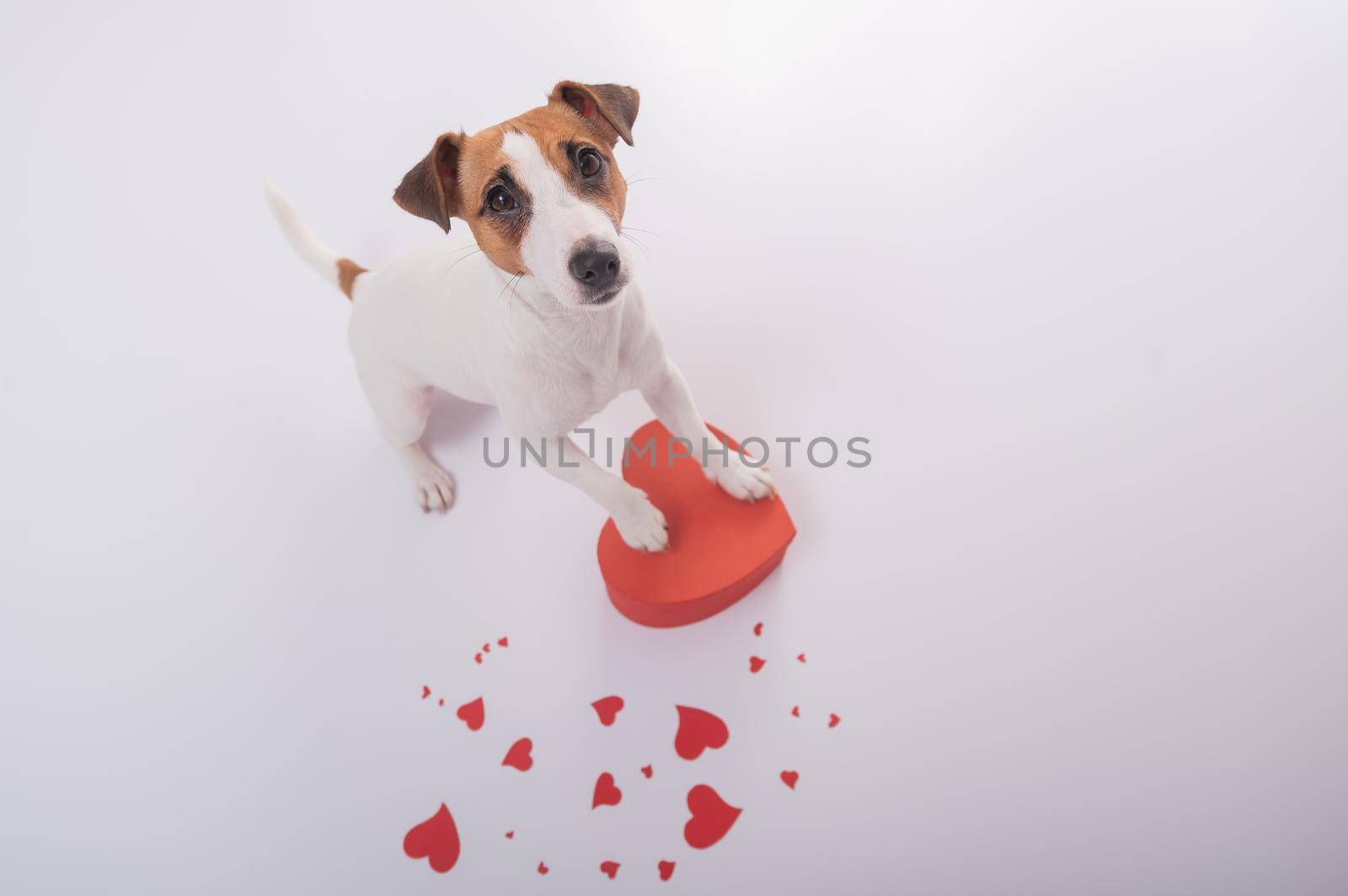 Portrait of funny dog Jack Russell Terrier with hearts. Valentine's day greeting card by mrwed54