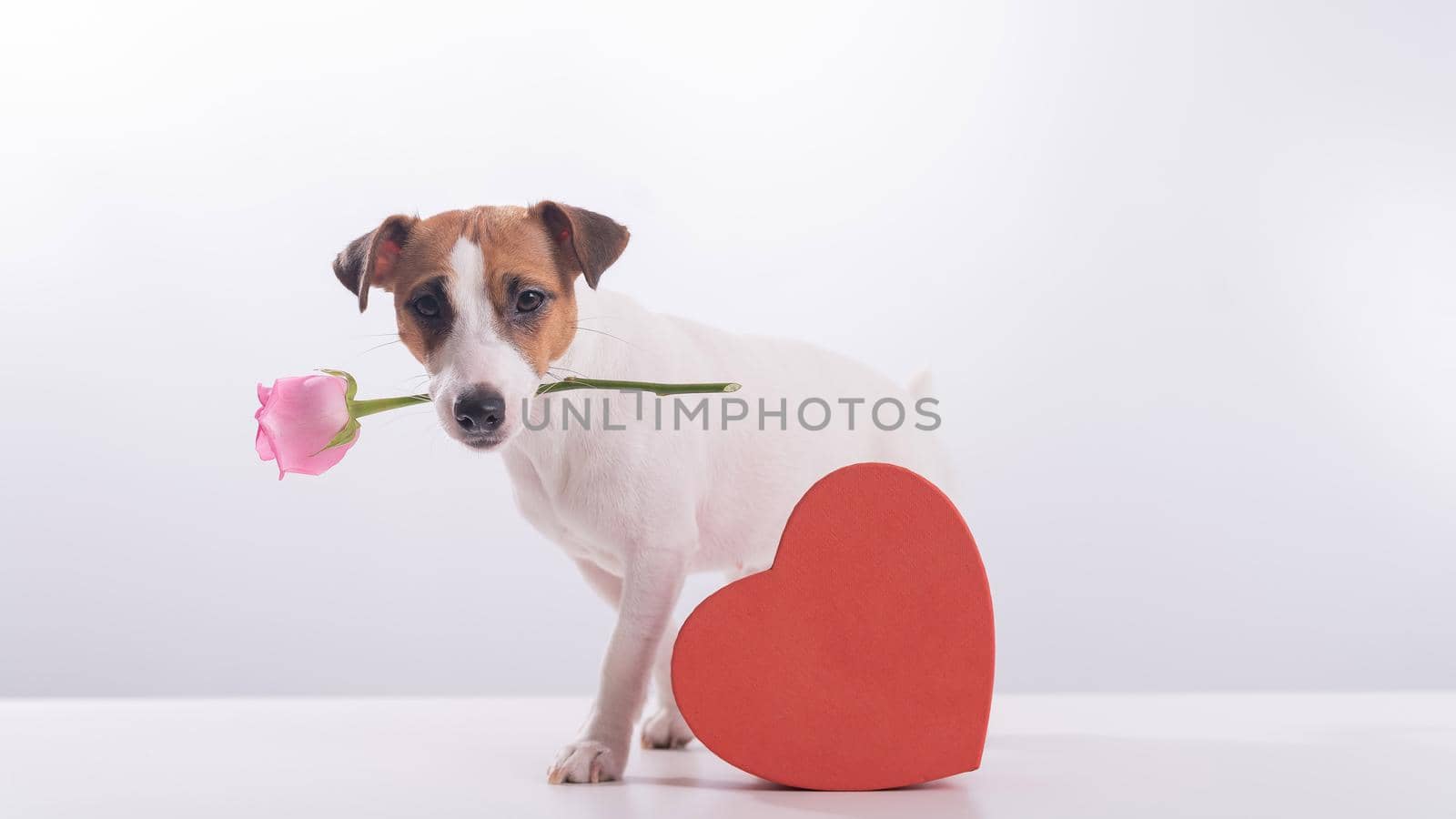 Jack Russell Terrier holds flowers in his mouth and sits next to a heart-shaped box. A dog gives a romantic gift on a date.