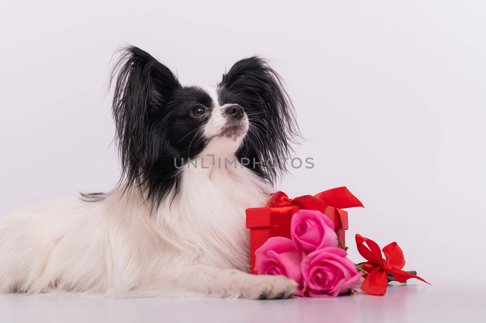 Portrait of a cute eared dog of the Papillon breed with a gift and a bouquet of roses for Valentine's Day. A romantic continental spaniel on a date.