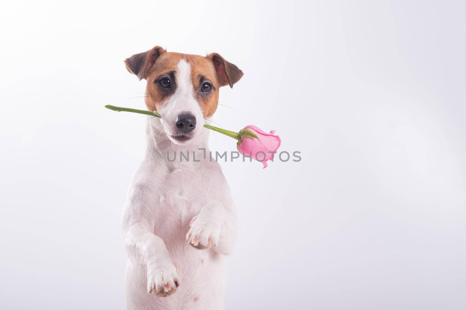 Jack Russell Terrier holds flowers in his mouth on a white background. A dog gives a romantic gift on a date.