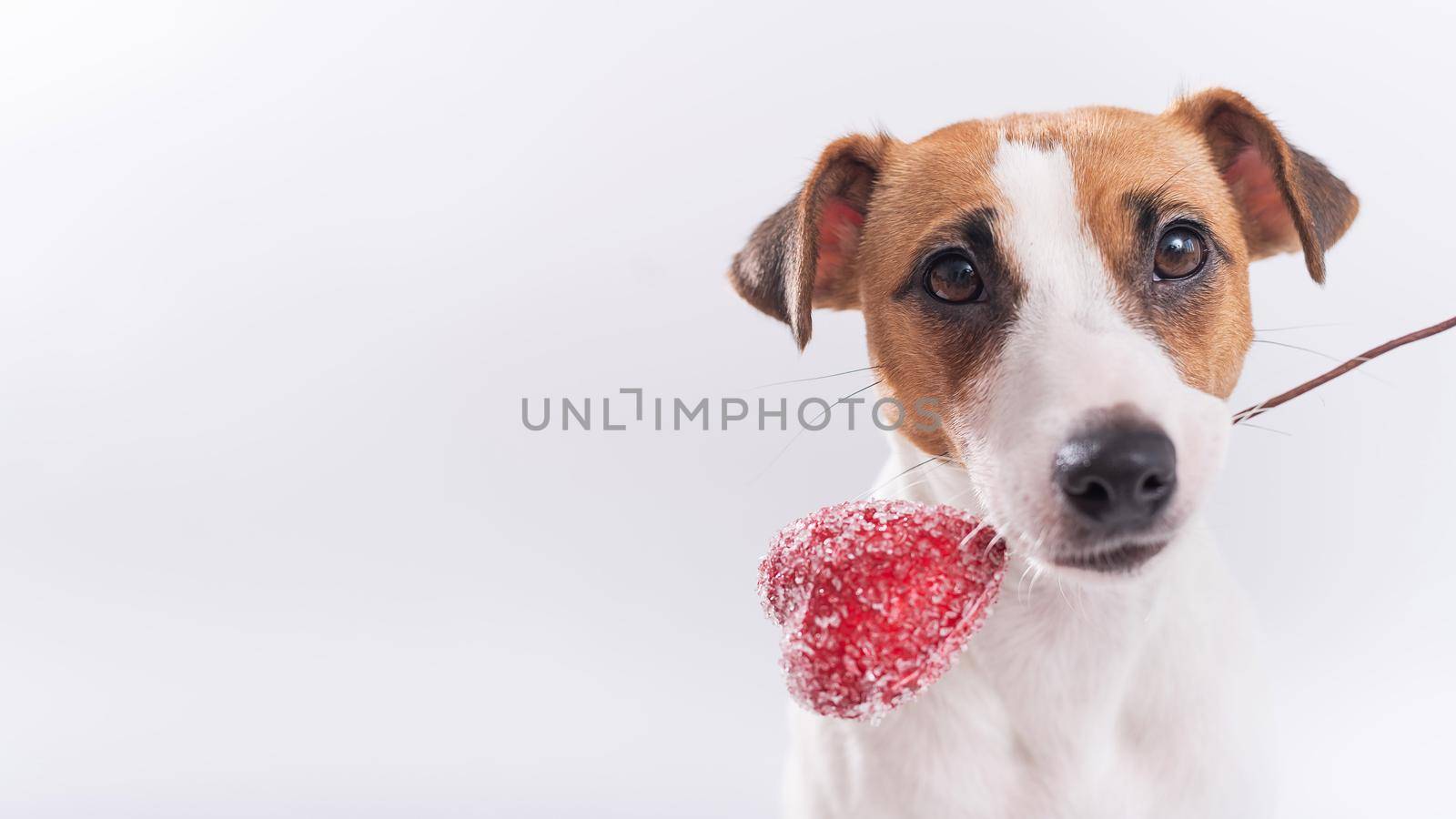 The dog holds a heart in his mouth on a white background. Greeting card with loving Jack Russell Terrier. by mrwed54