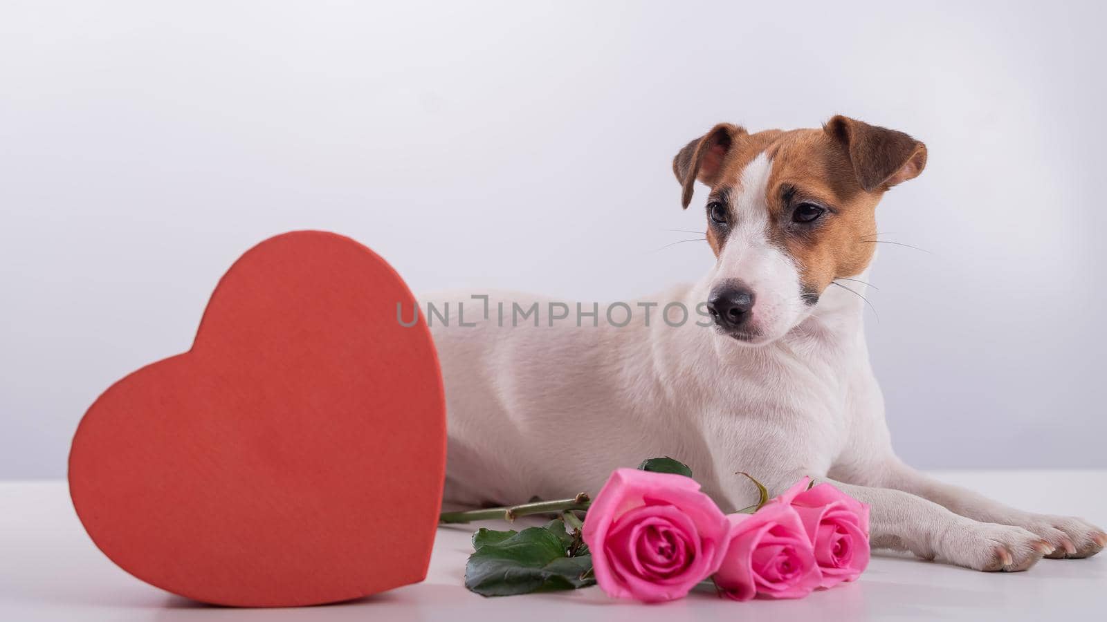 Jack Russell Terrier sits next to a heart-shaped box and a bouquet of pink roses. Dog on a date by mrwed54