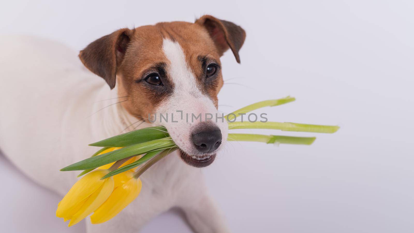 Portrait of a jack russell terrier in a bouquet of yellow tulips in his mouth on a white background. Dog congratulates on International Women's Day.