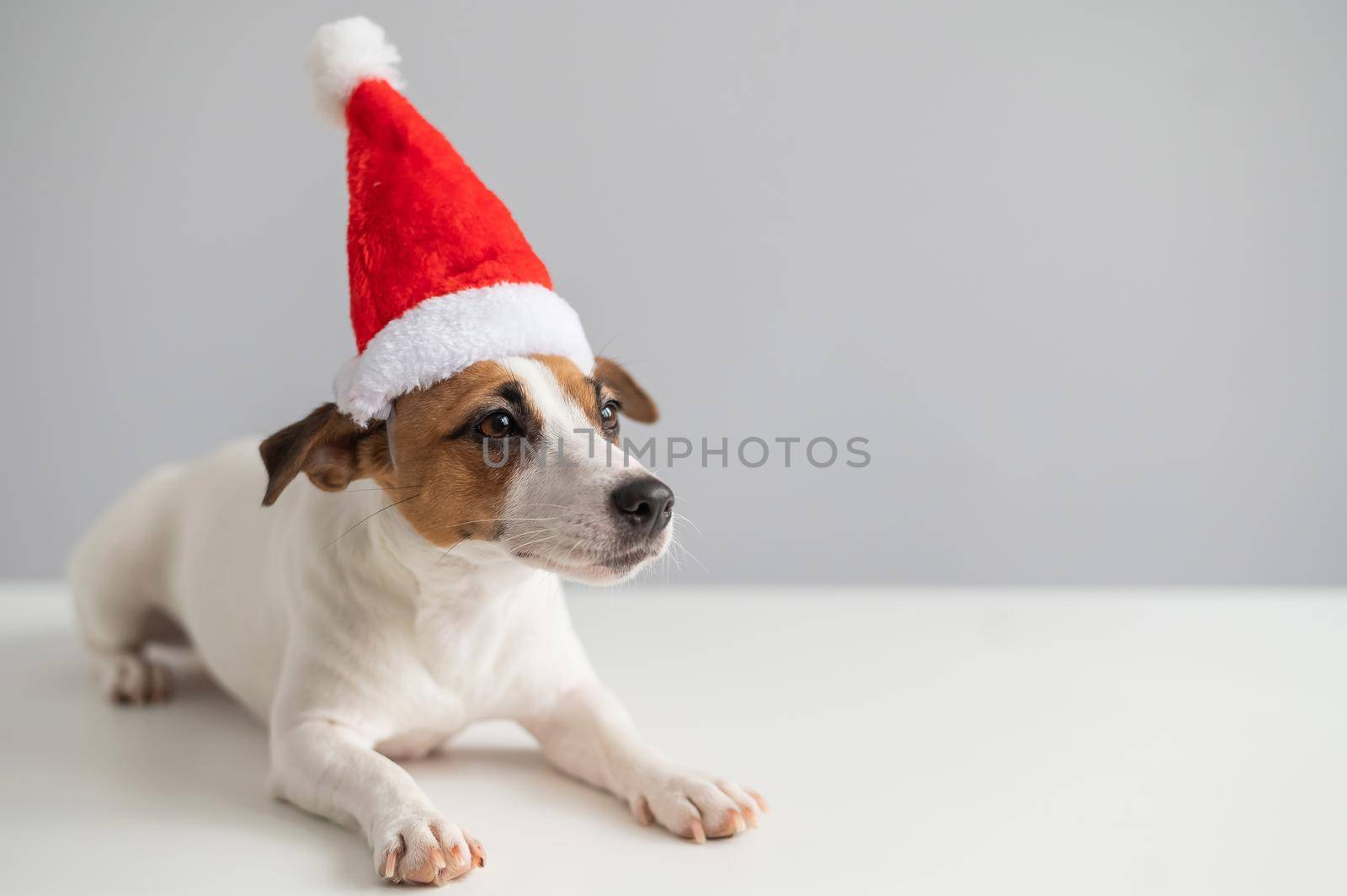 Portrait of a dog jack russell terrier in a santa claus hat on a white background. Christmas greeting card by mrwed54