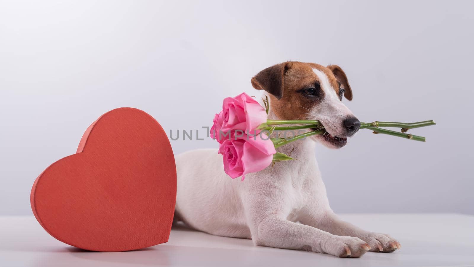 Portrait of funny dog Jack Russell Terrier with flowers in his teeth and boxes in the form of a heart. Valentine's day greeting card.