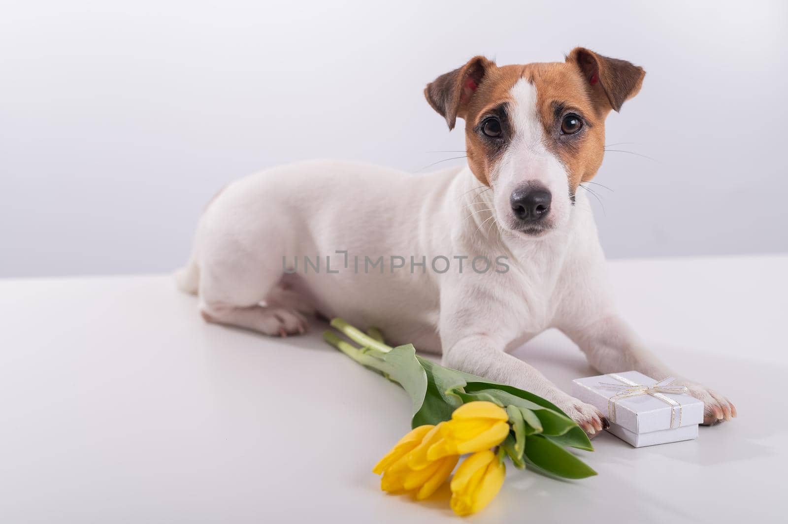 A cute dog lies next to gift boxes and holds in his mouth a bouquet of yellow tulips on a white background. Greeting card for International Women's Day on March 8 by mrwed54