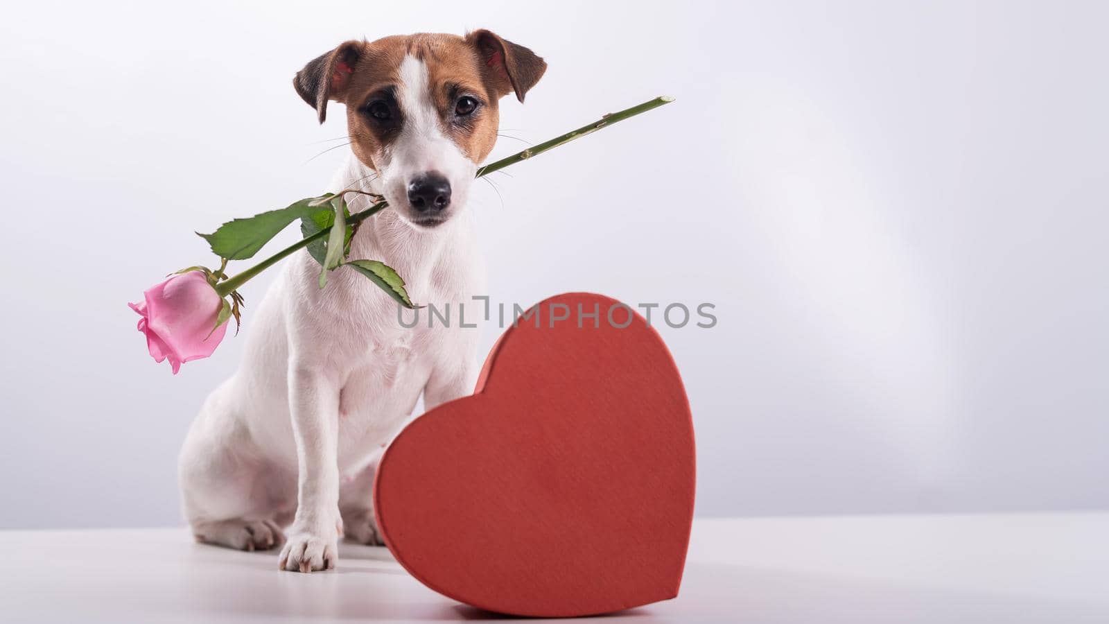 A cute little dog sits next to a heart-shaped box and holds a pink rose in his mouth on a white background. Valentine's day gift.